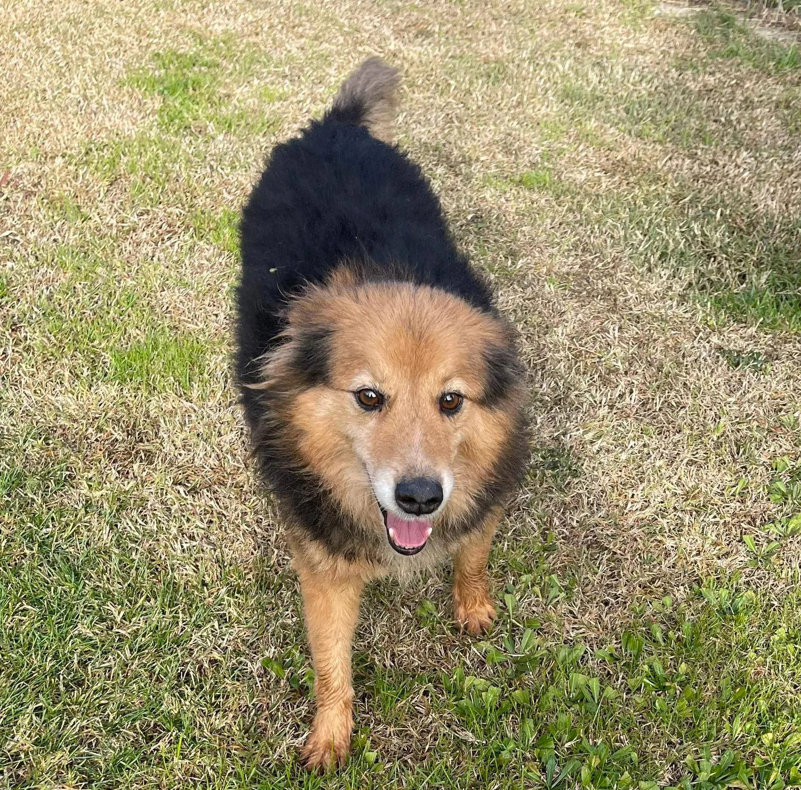Cip e Ciop, cane meticcio in adozione a Latina - foto 5
