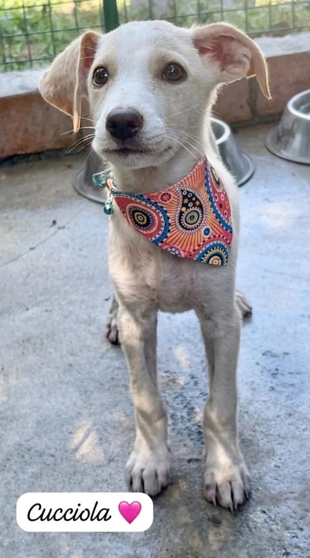 Cara, cucciola,Carla cocca, cane in adozione a Catanzaro - foto 3