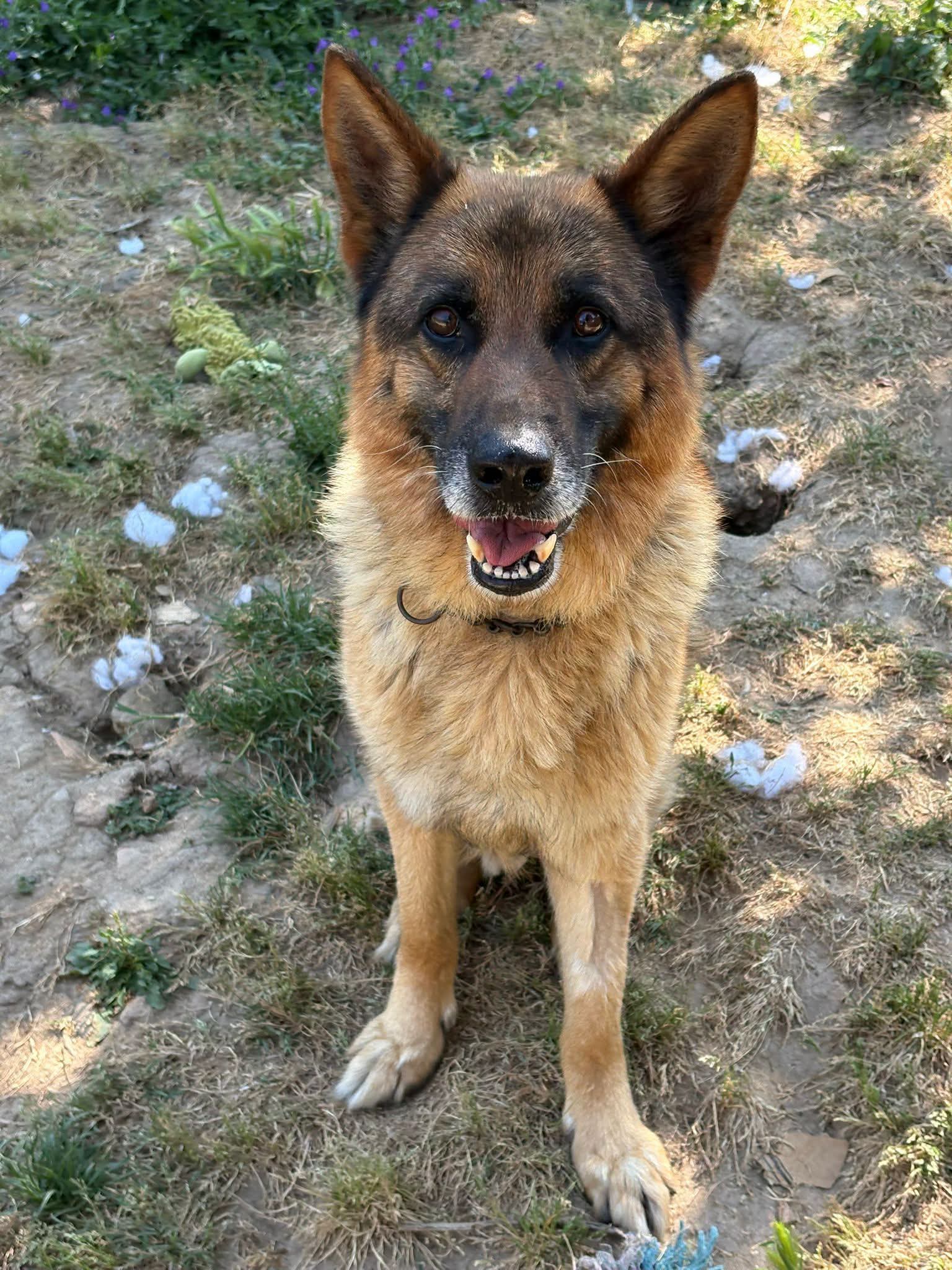 Foto 1 di Ulisse, cane Pastore tedesco in adozione