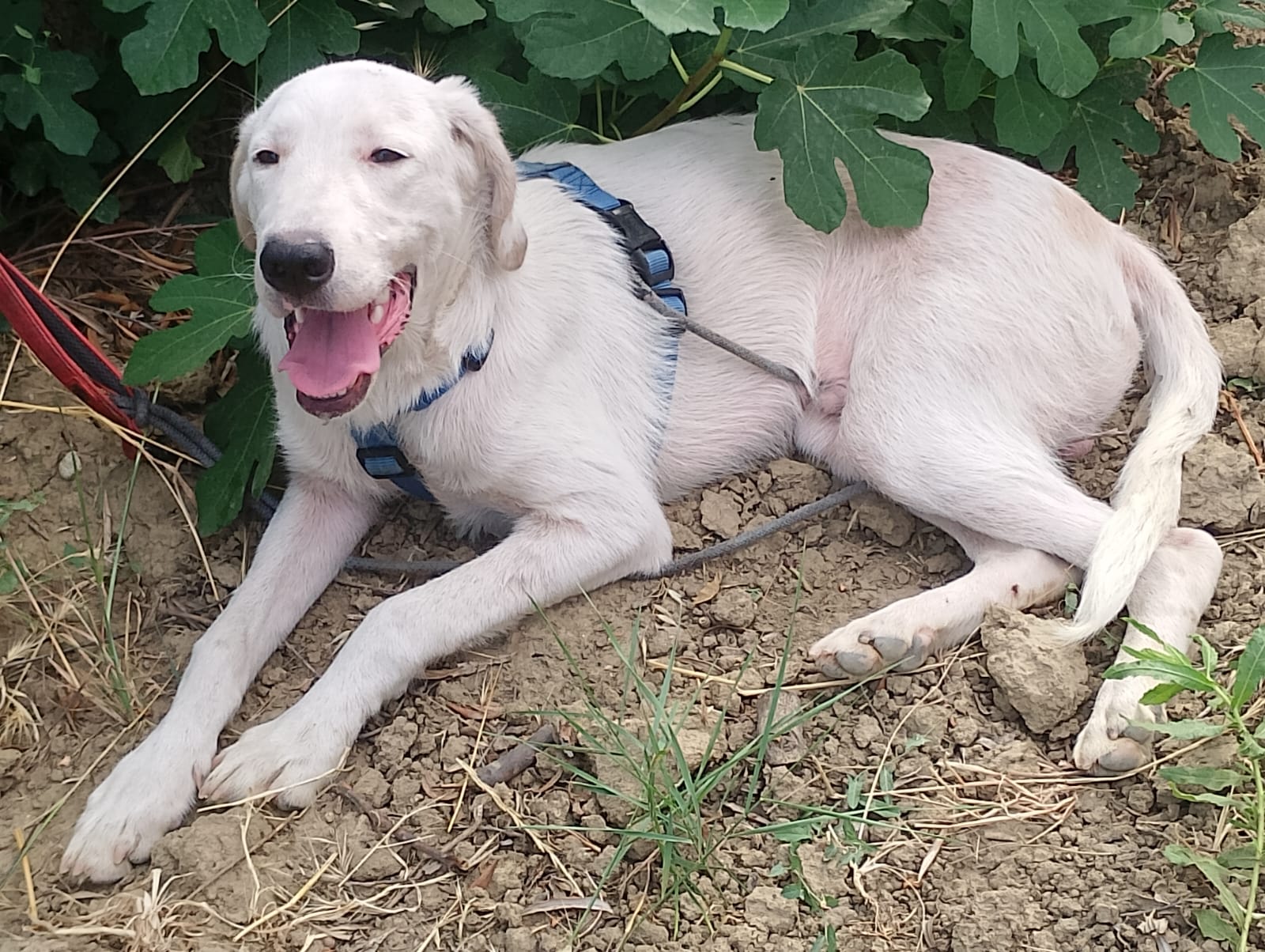 Jack, cane Segugio in adozione a Cosenza - foto 2