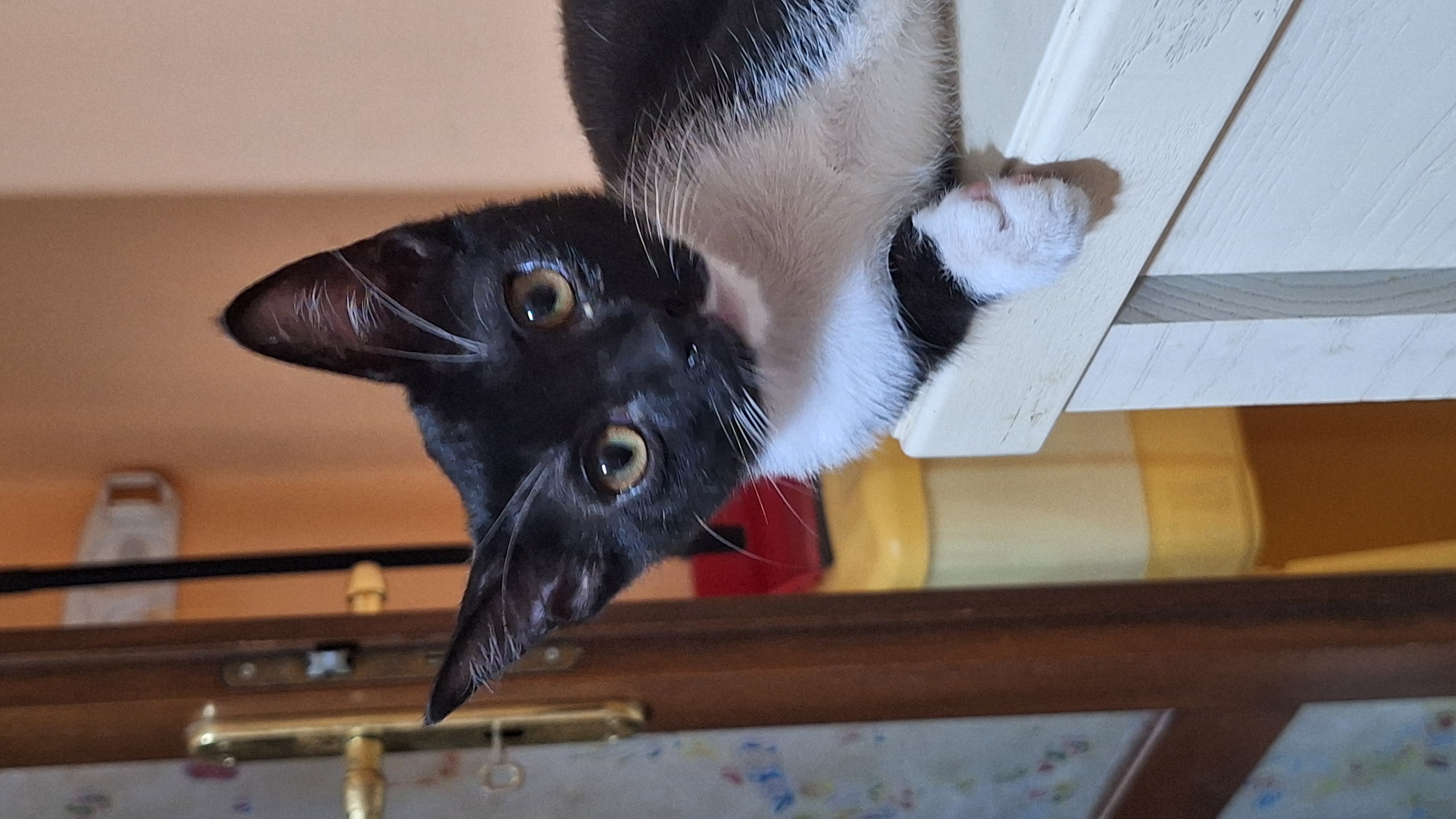Bonnie, gatto Europea in adozione