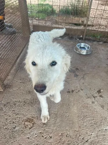 Pandino, cane meticcio in adozione a Latina - foto 2
