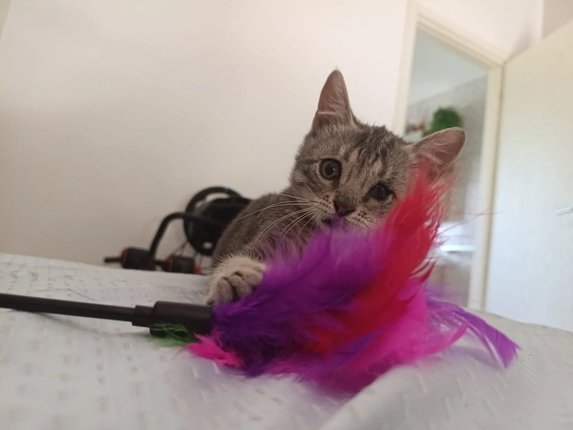 Dario, gatto Metticio in adozione a Crotone - foto 5