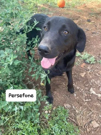 Persefone, cane meticcia in adozione a Latina - foto 4