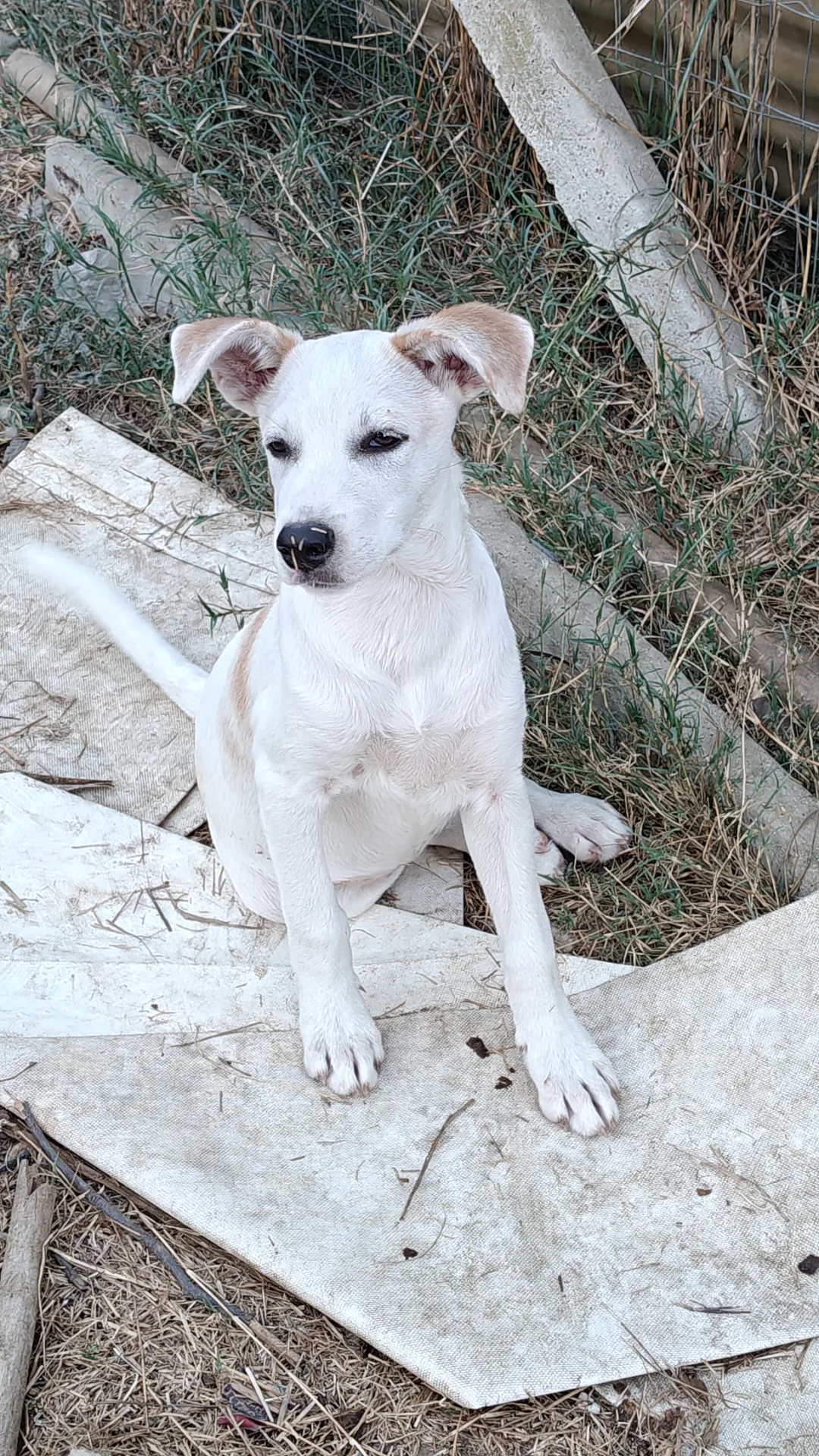 Lilly, cane in adozione a Trapani - foto 2