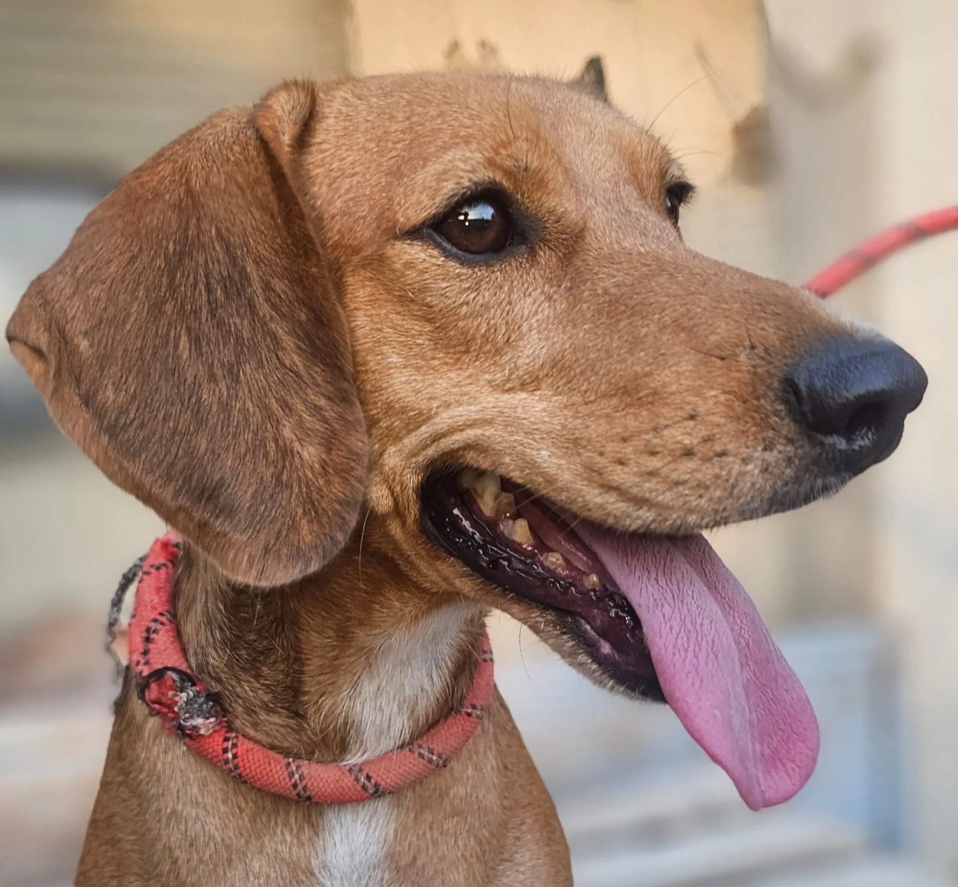 Kelly, cane Meticcio in adozione a Agrigento - foto 1