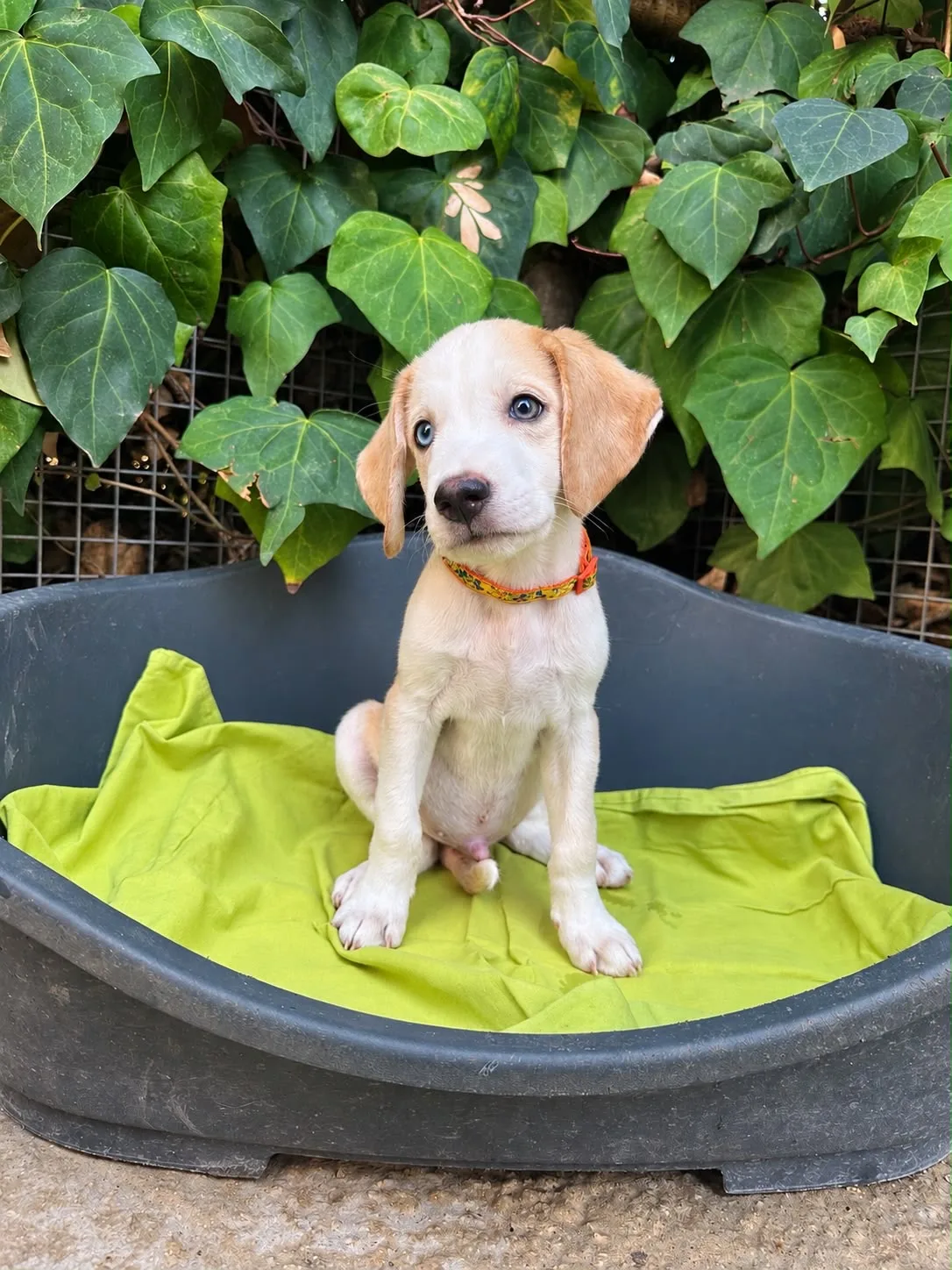 Martino, cane Meticcia in adozione a Siracusa - foto 3