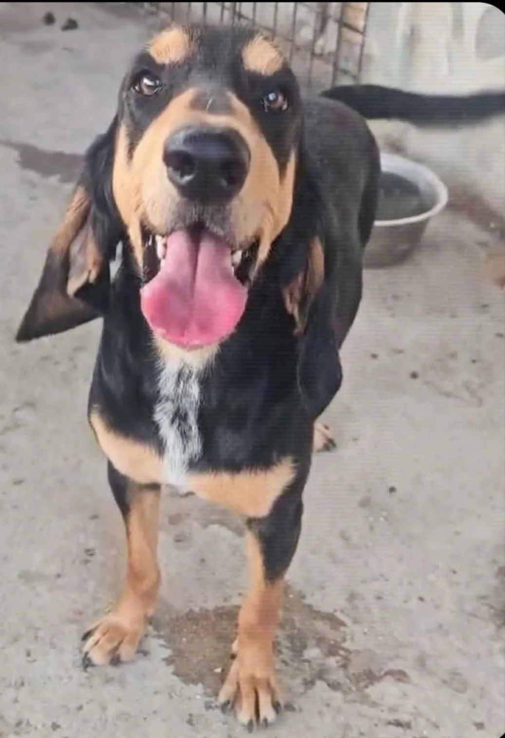 Argo, cane Segugio in adozione a Agrigento - foto 1