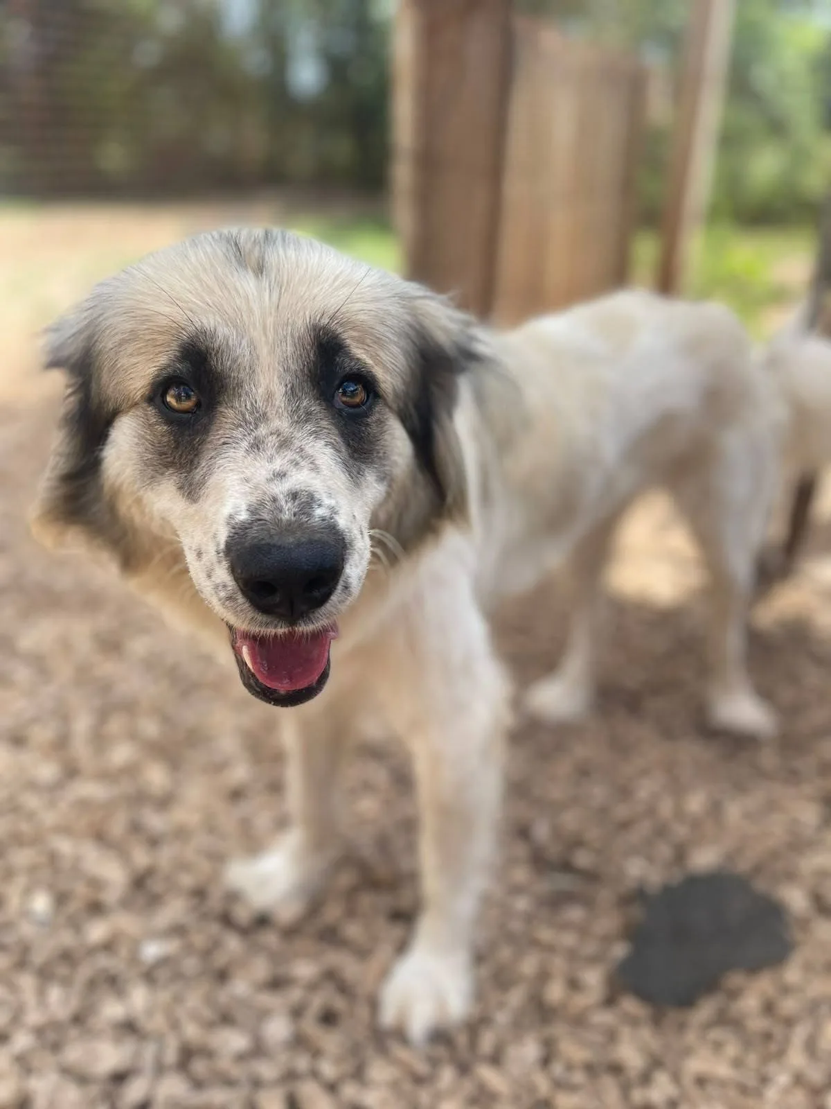 Lalla, cane meticcio in adozione a Latina - foto 4