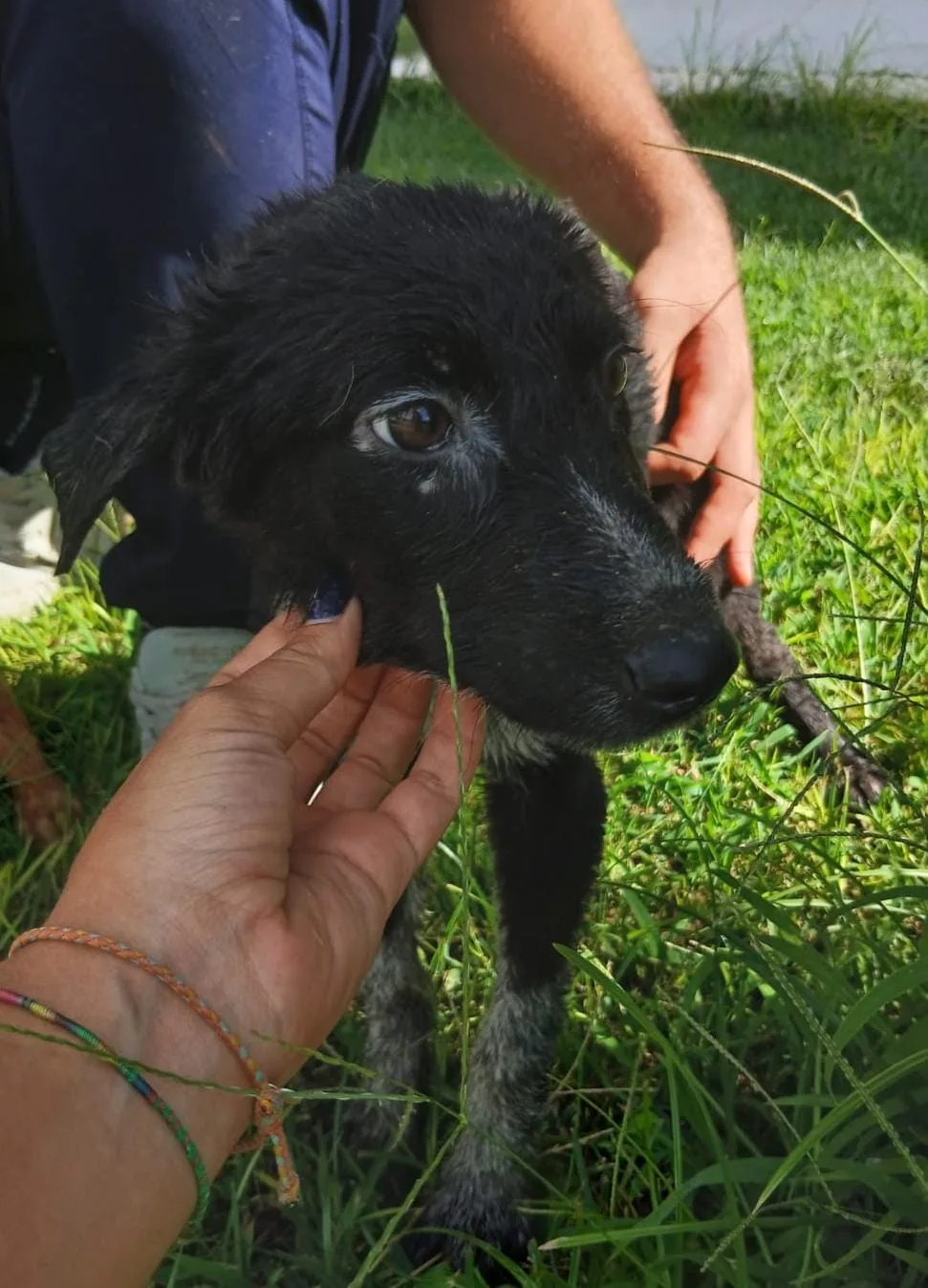 Cornelia, cane Meticcio in adozione a Crotone - foto 3