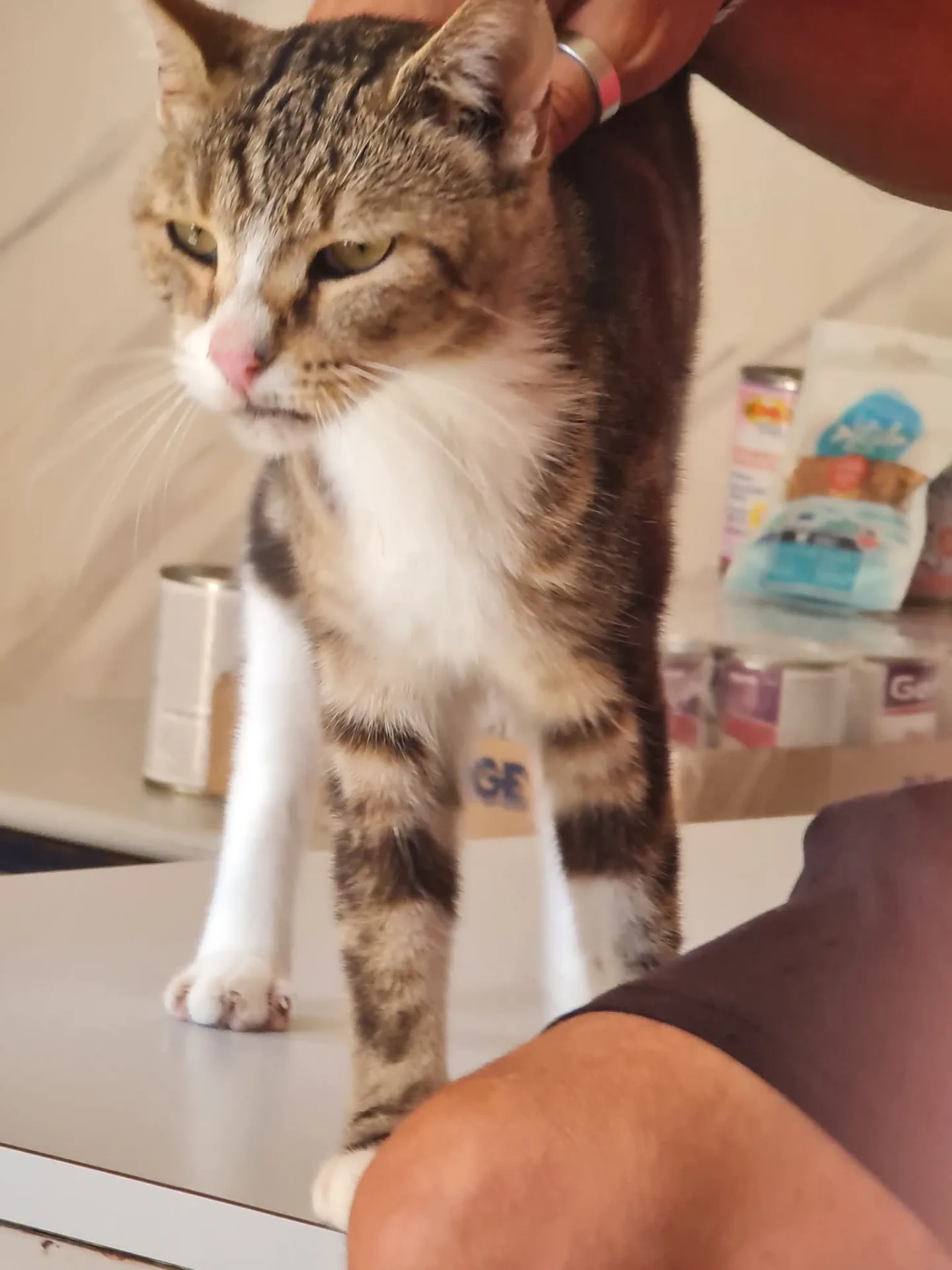 Stella, gatto Meticcio in adozione a Trapani - foto 1