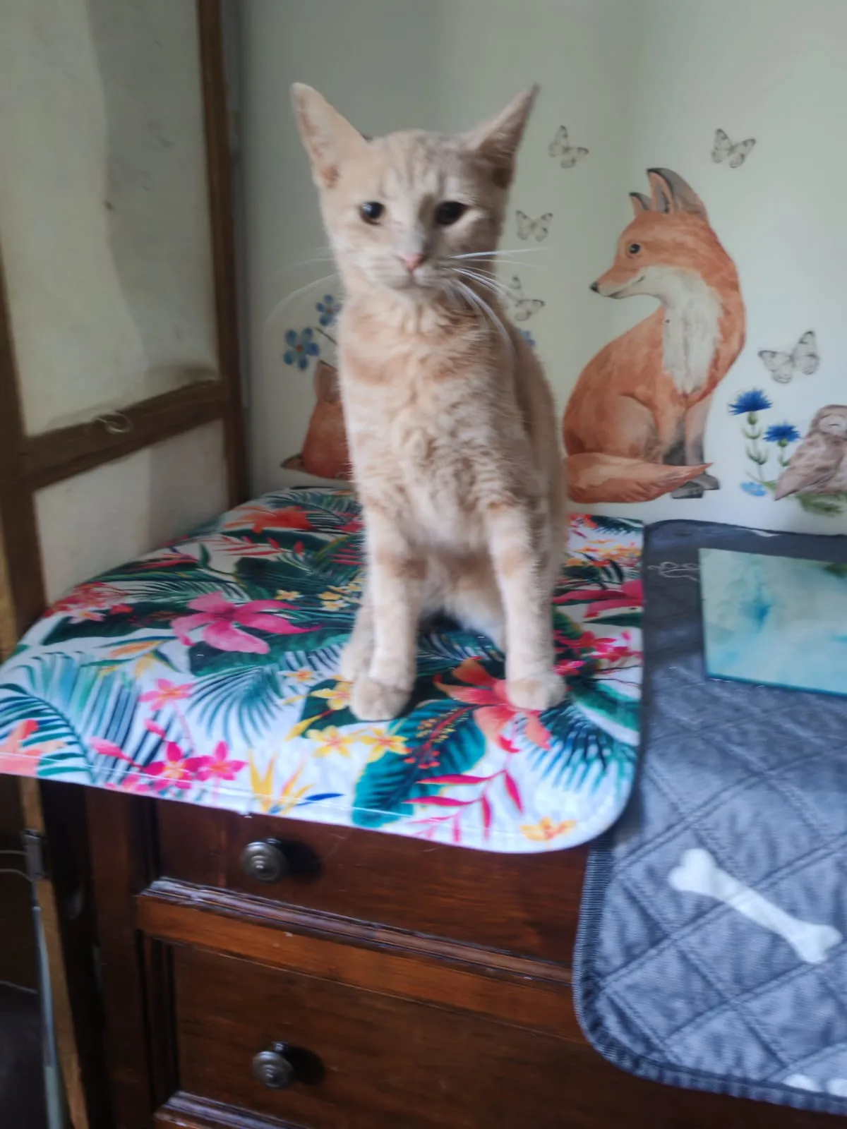 Cipria, gatto Europeo in adozione a Milano - foto 1
