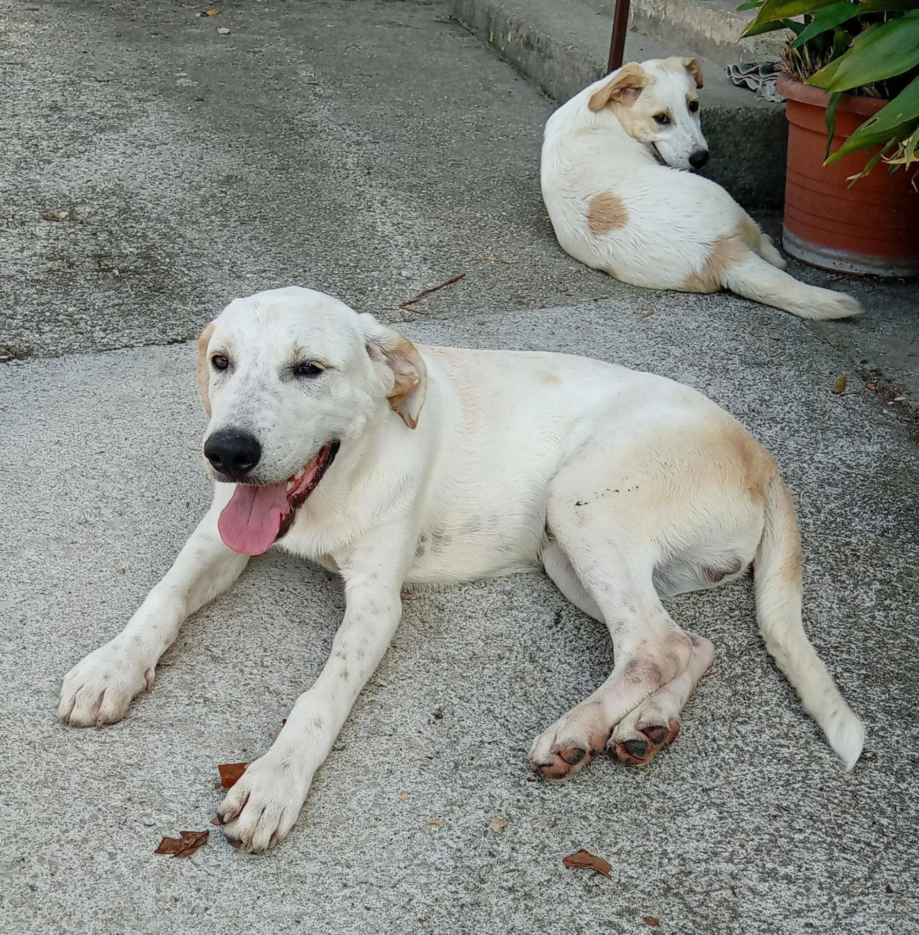 Roby, cane meticcio in adozione a Latina - foto 2