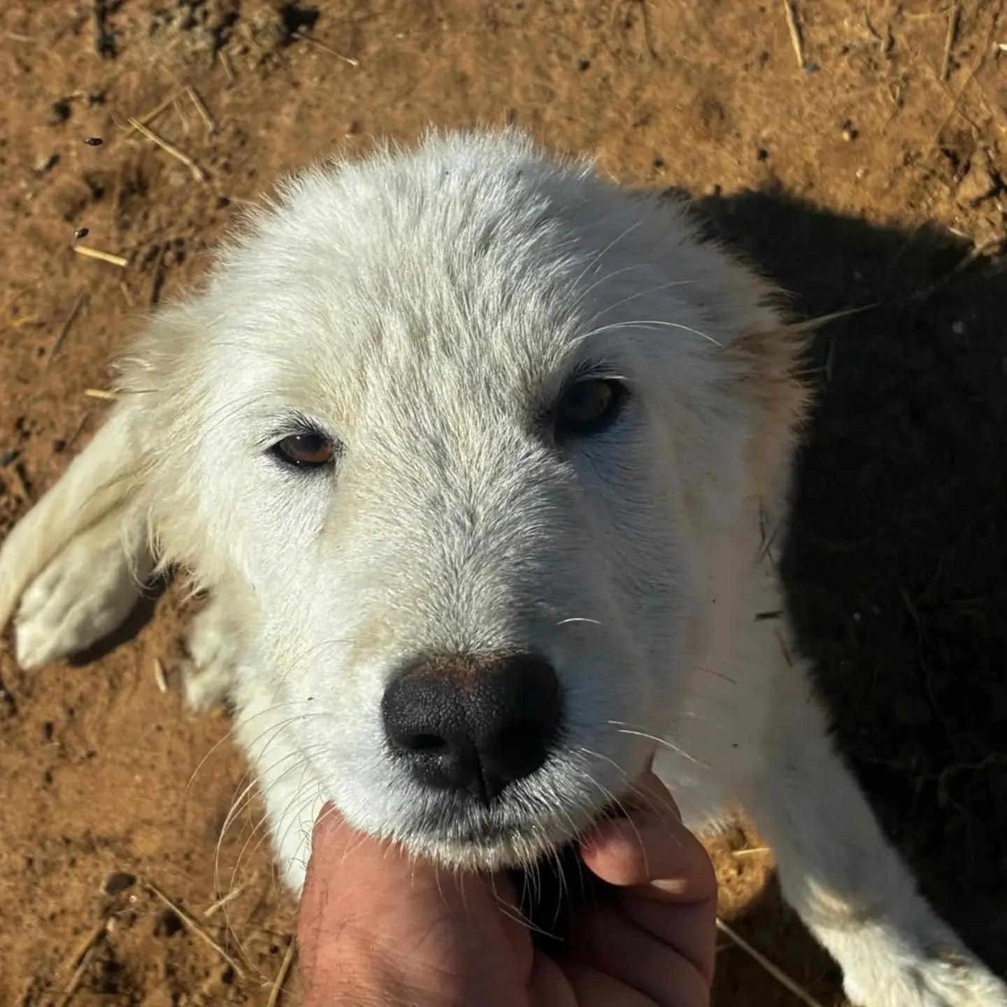Mirtilla, cane in adozione a Latina - foto 1