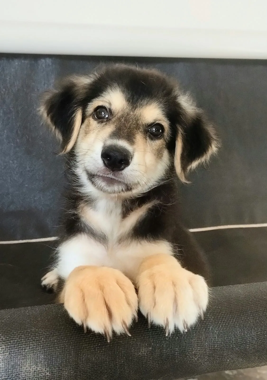 ADAM, cane Meticcio in adozione a Taranto - foto 5
