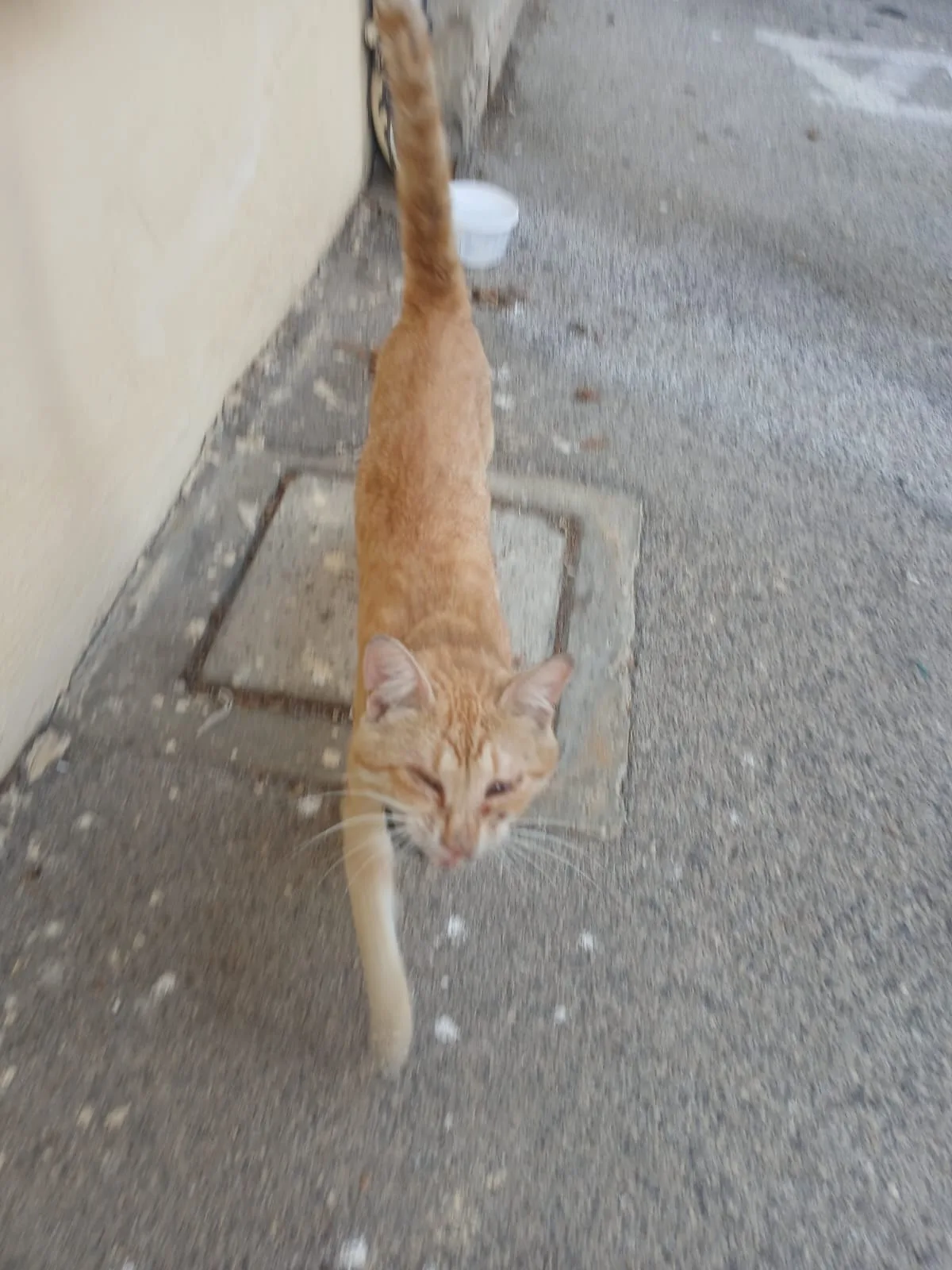 Red, gatto in adozione a Napoli