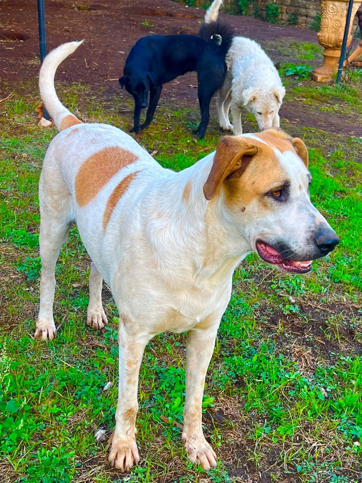 Buck, cane Meticcio in adozione a Roma - foto 3
