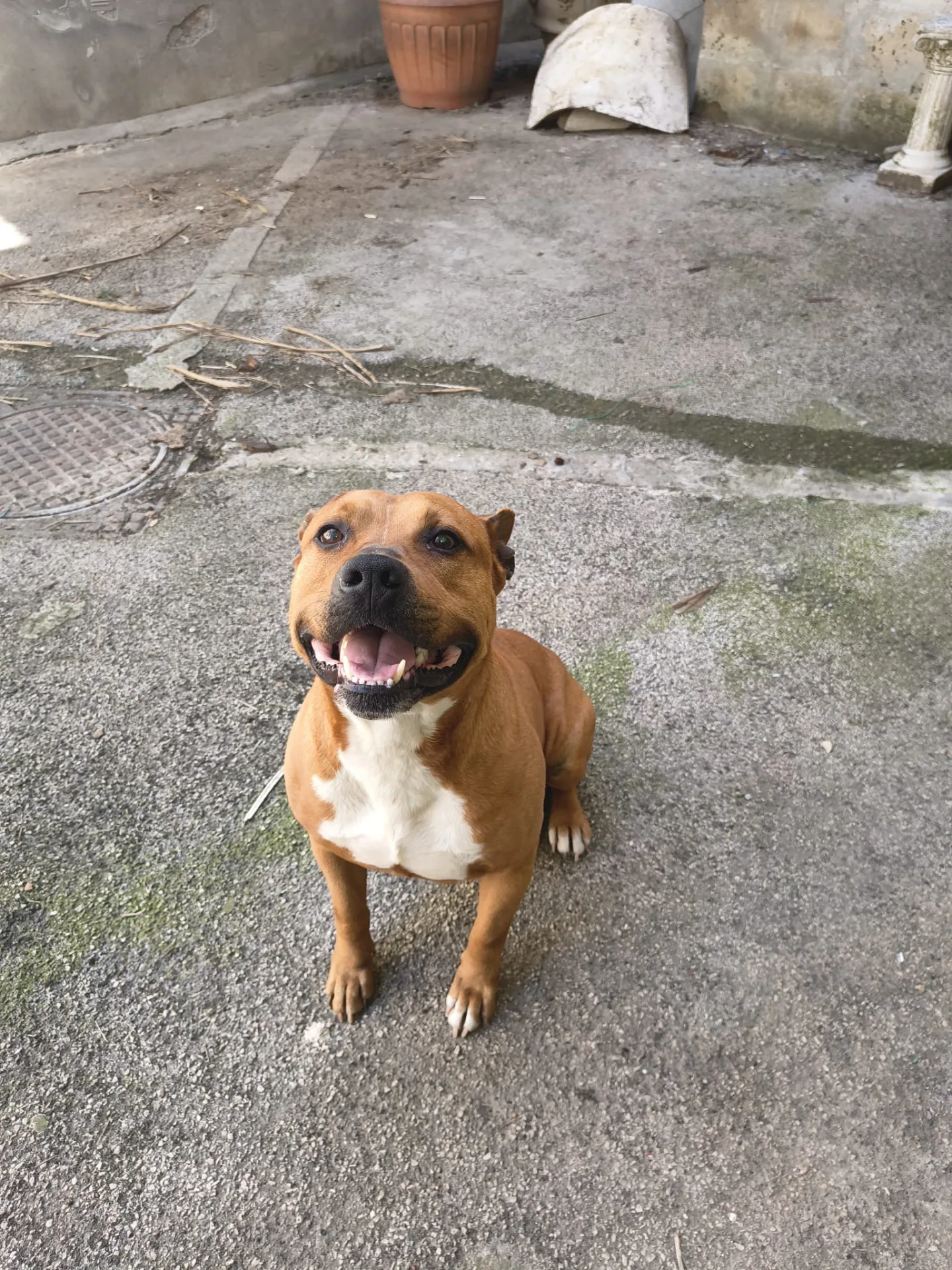 Tom, cane in adozione a Napoli - foto 1
