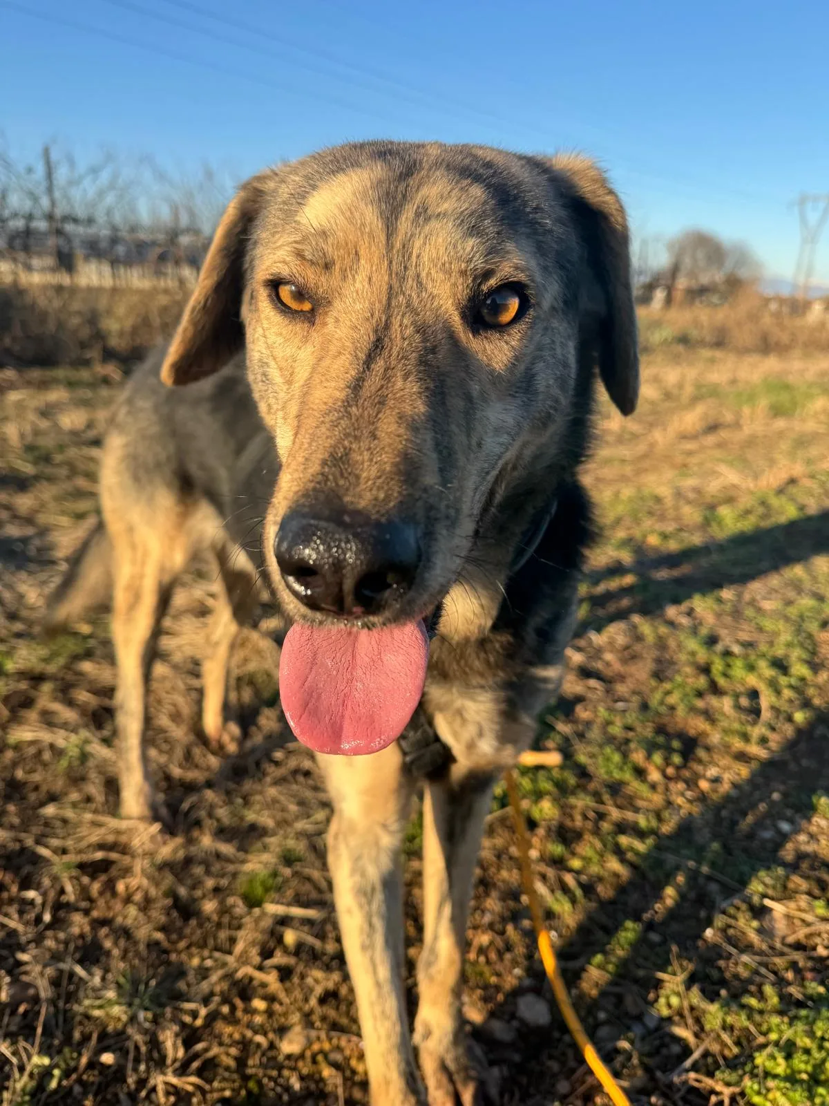 Packy, cane Meticcio in adozione a Treviso - foto 1
