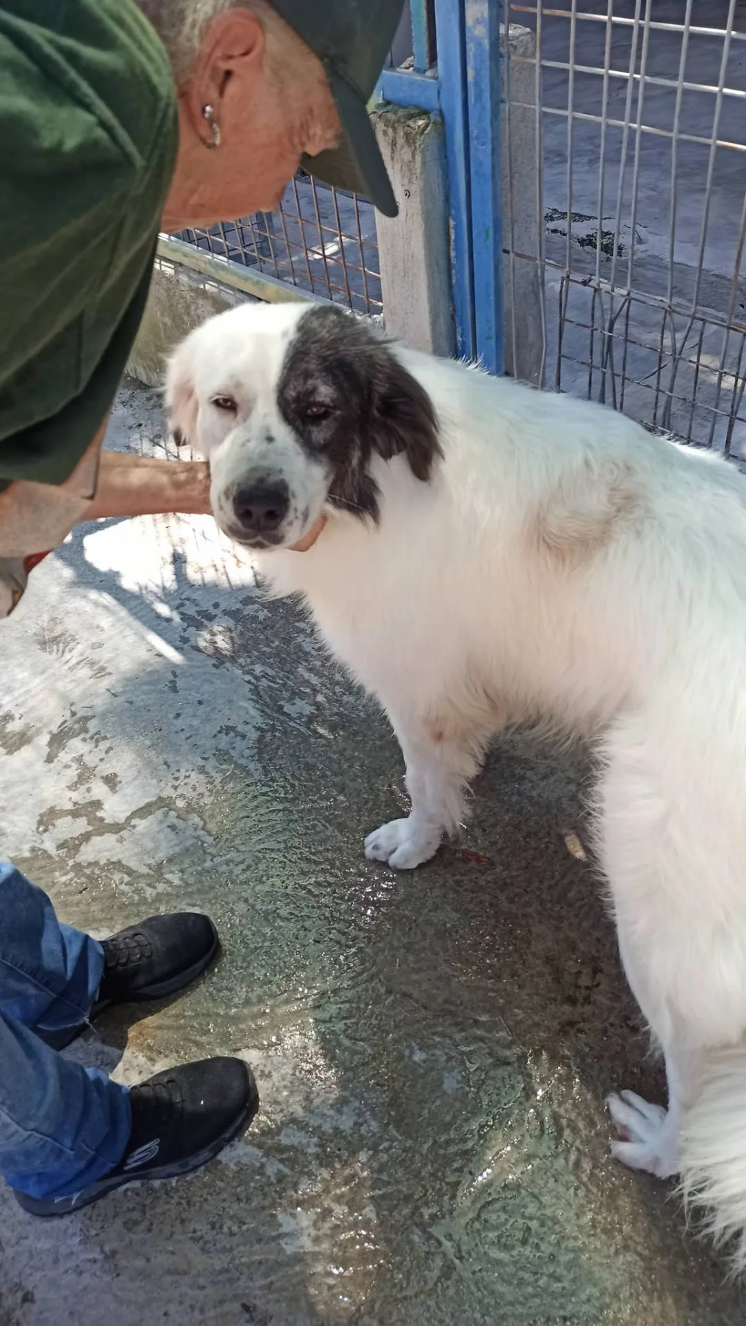 Sissy, cane Incrocio pastore dei pirenei in adozione a Bari - foto 5
