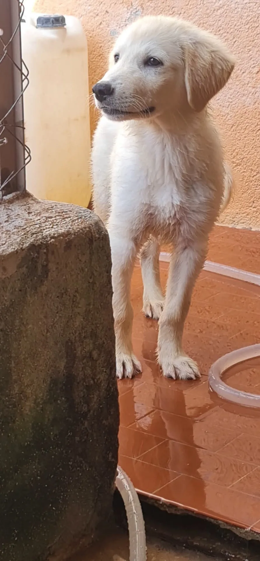 Billy, cane Meticcio in adozione a Trapani - foto 3