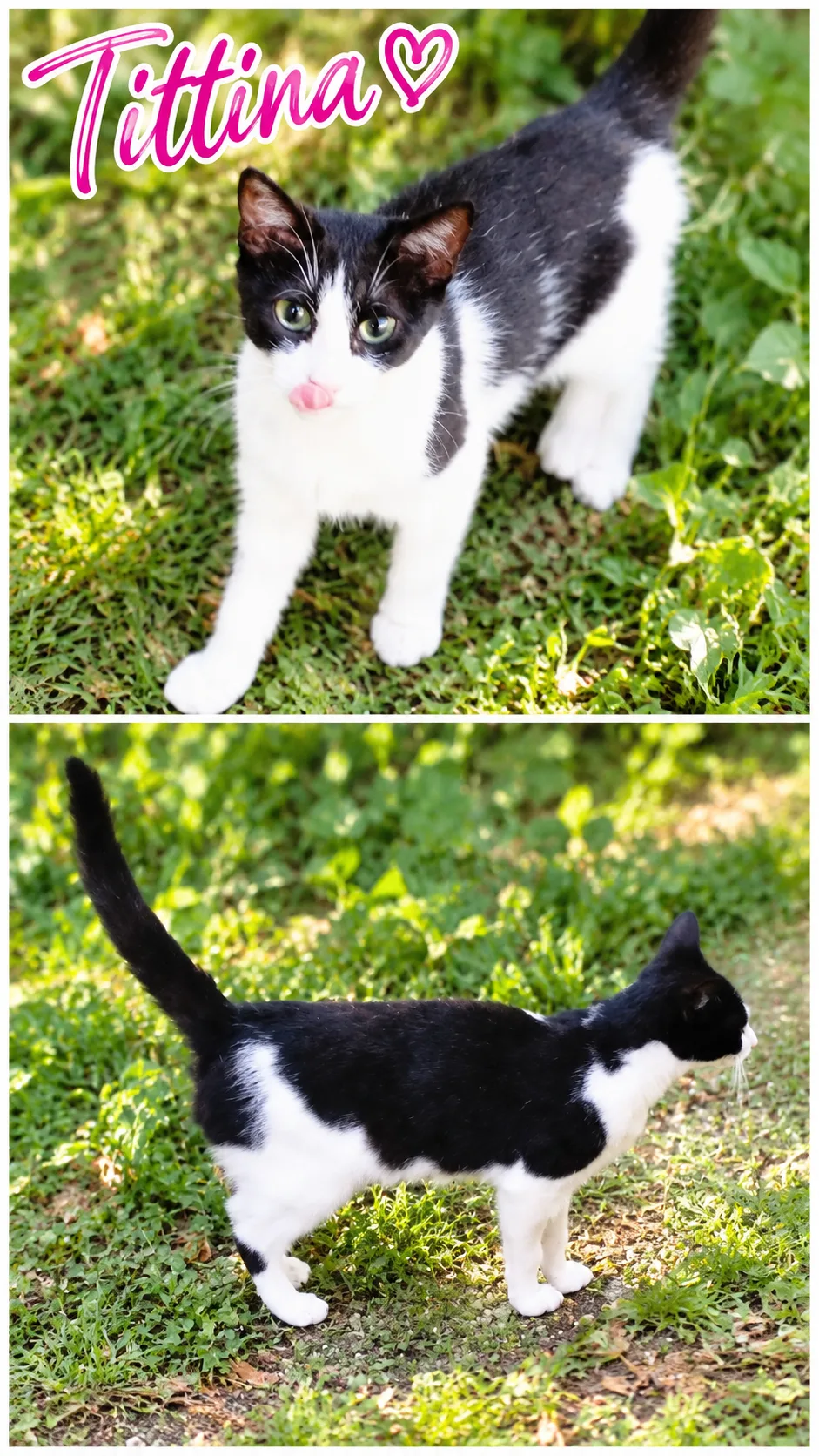 Tittina, gatto Europeo in adozione a Chieti - foto 2
