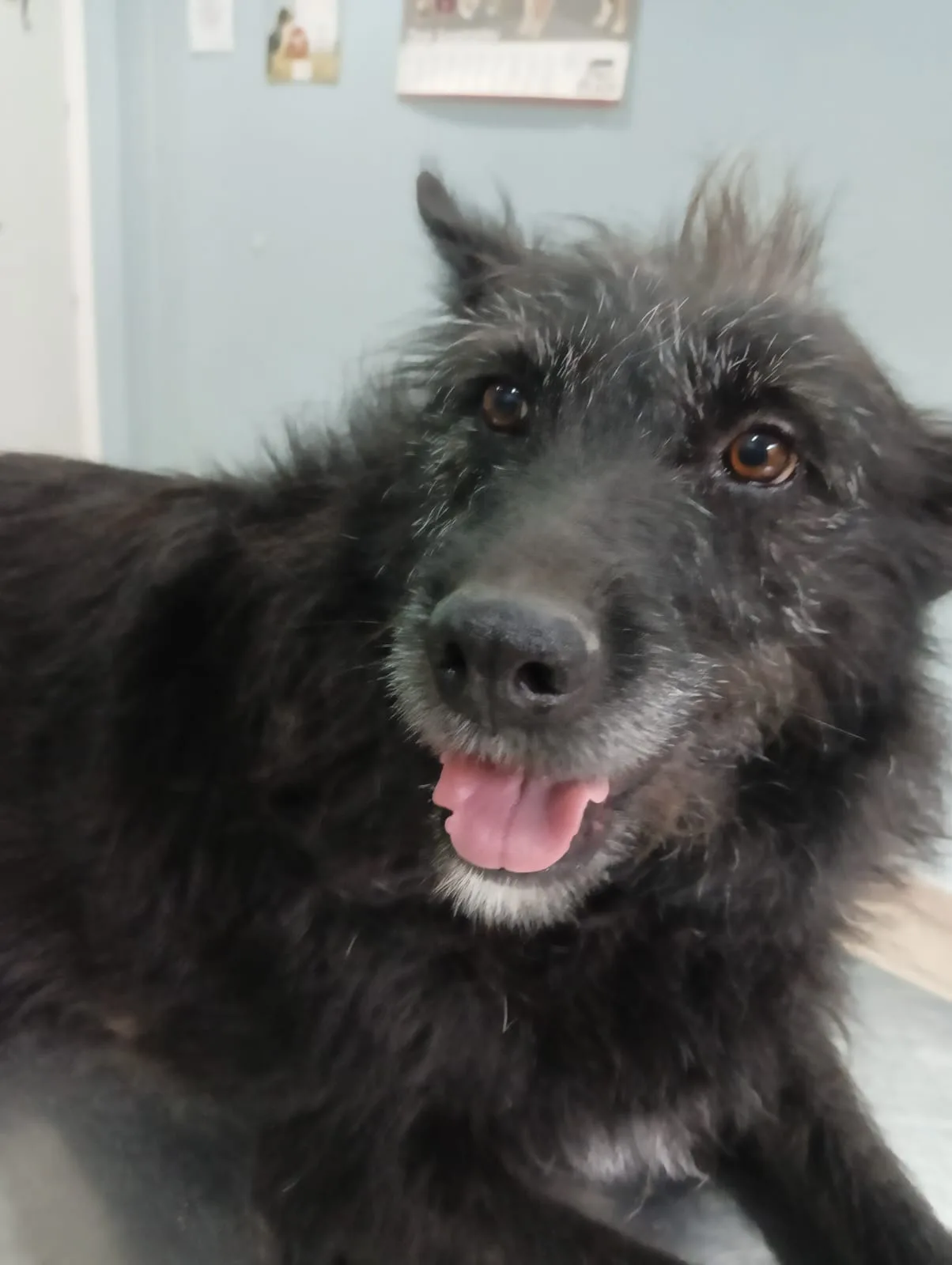 Adele, cane Meticcio in adozione a Siracusa - foto 1