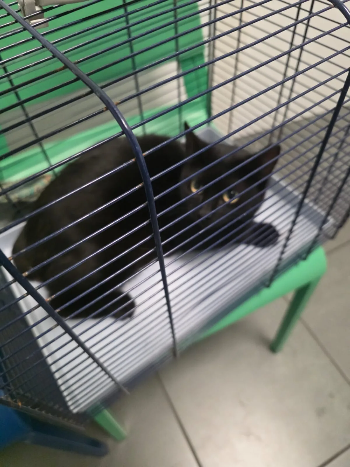 Principessa, gatto in adozione a Roma - foto 1
