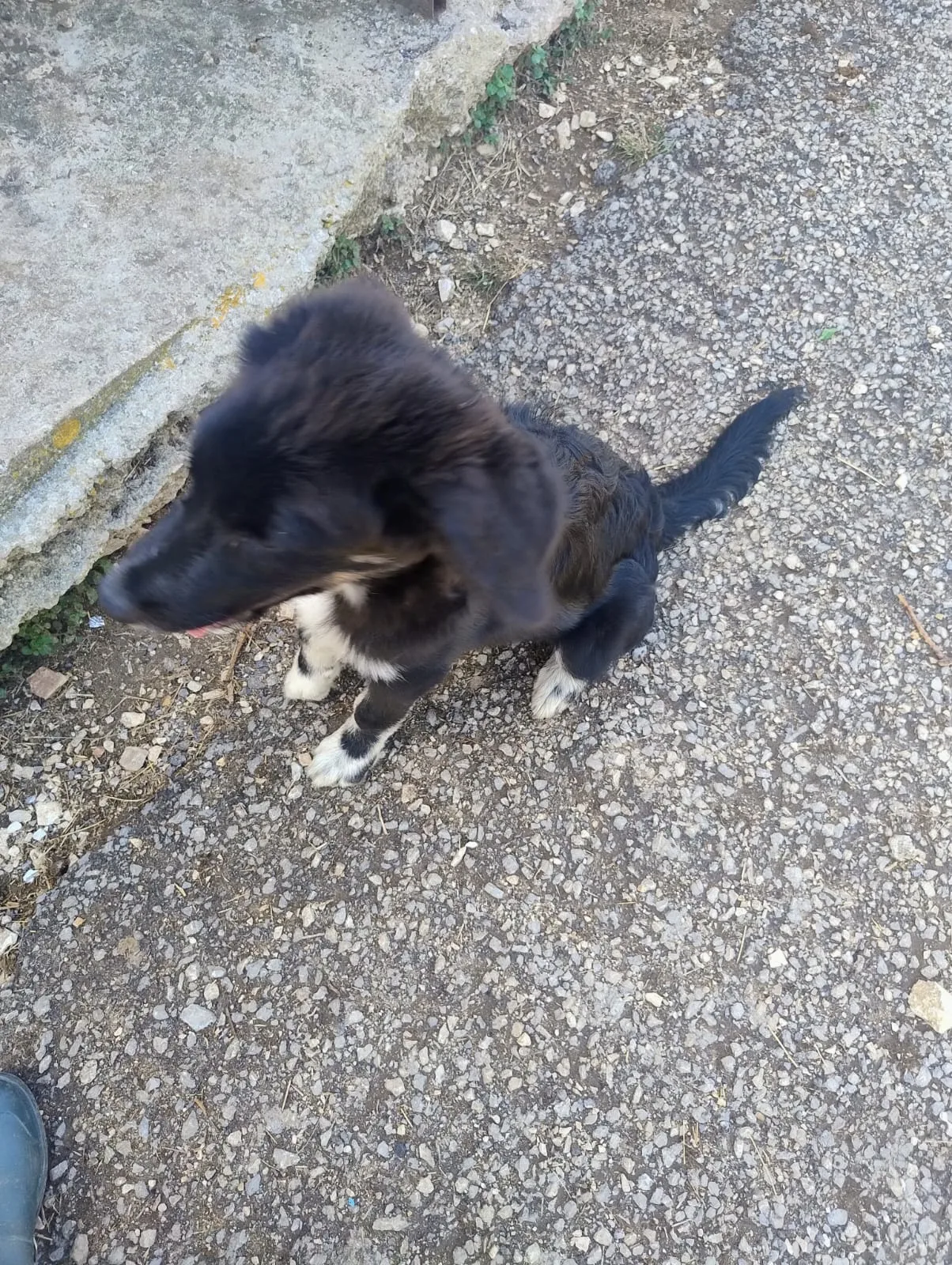 Platini, cane Meticcio in adozione a Trapani - foto 5