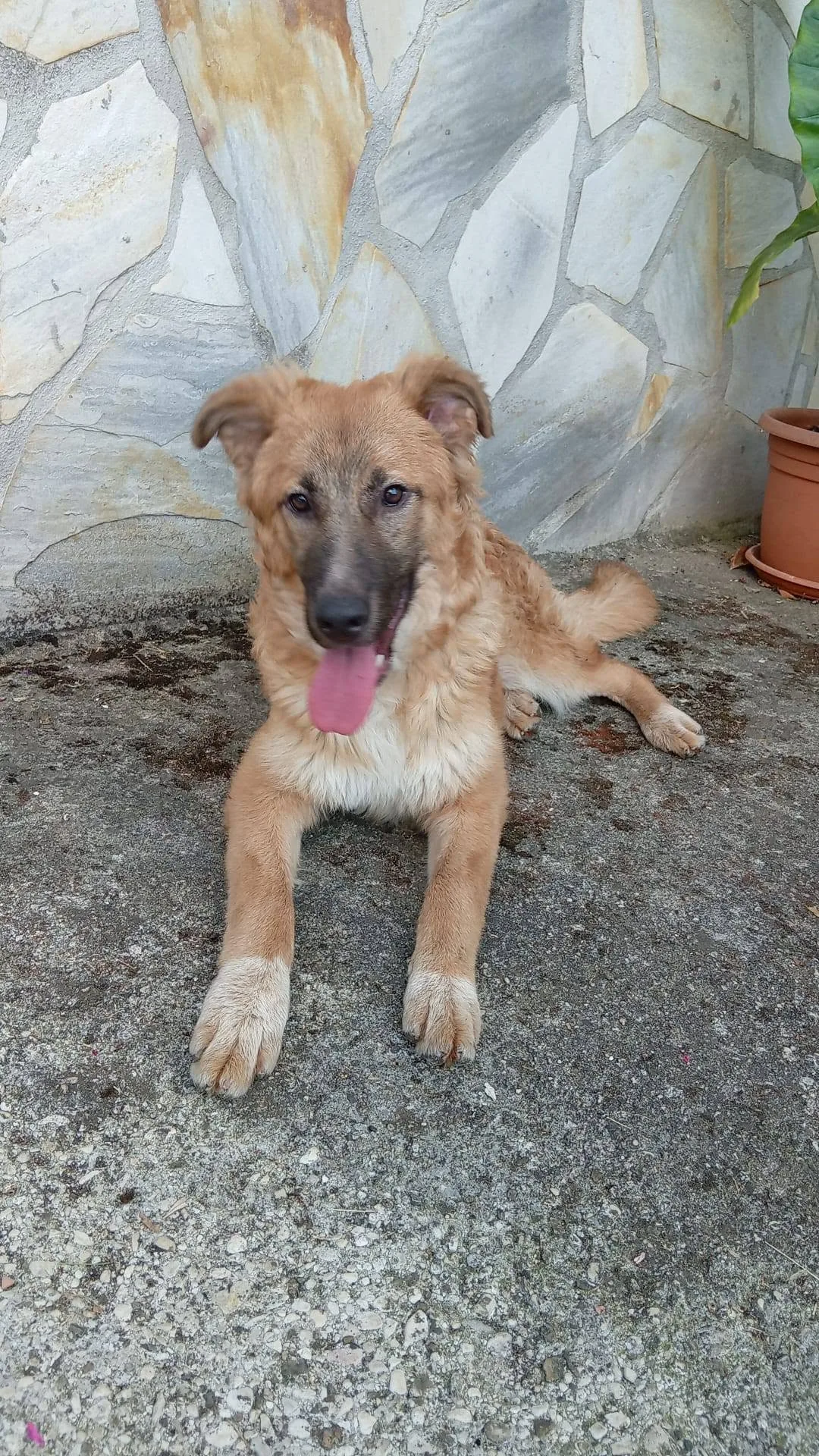 Tonino, cane meticcio in adozione a Latina - foto 4