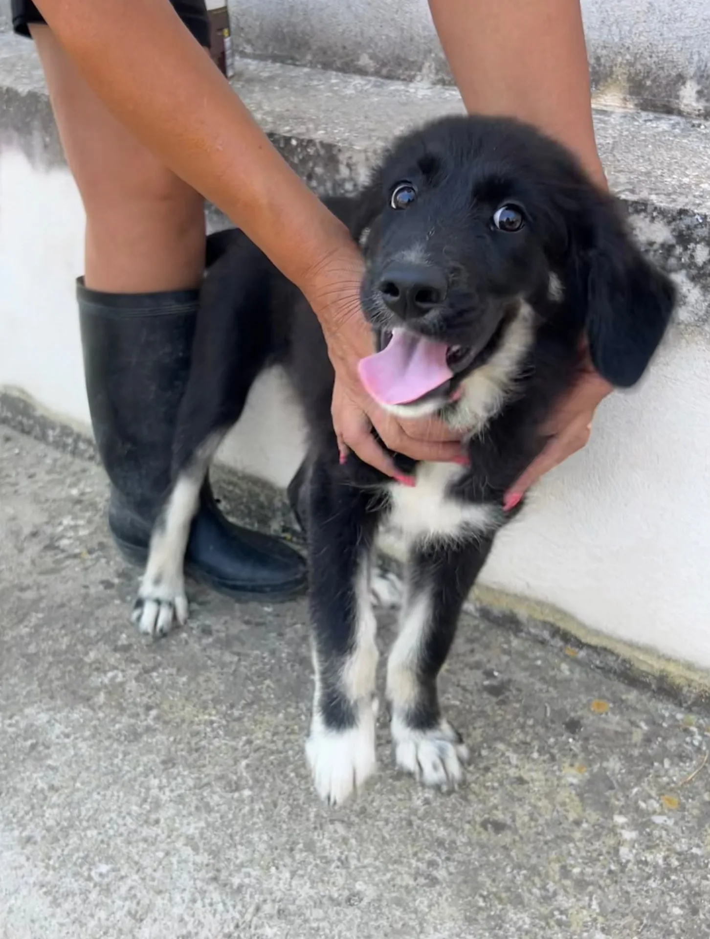 Platini, cane Meticcio in adozione a Trapani - foto 2