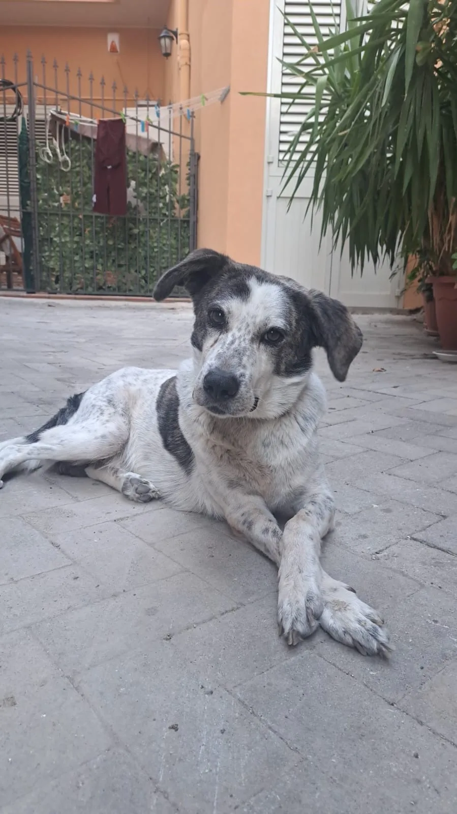 NELLO, cane Meticcio in adozione a Agrigento - foto 5