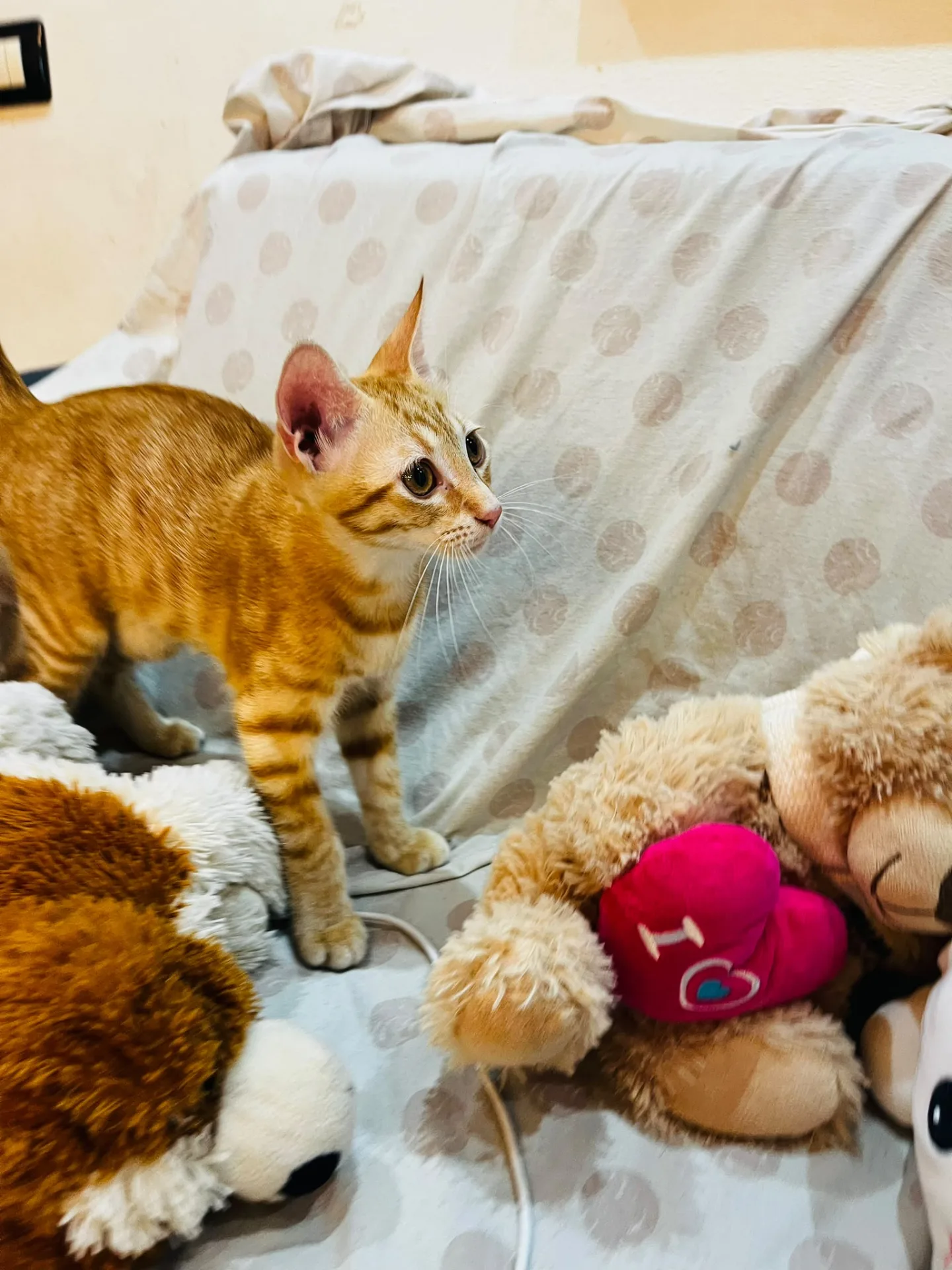 Simba, gatto Europeo in adozione a Crotone - foto 2