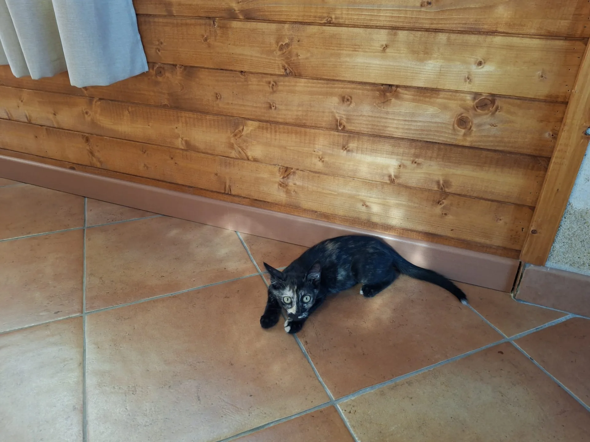 Moka, gatto Europeo in adozione a Trapani