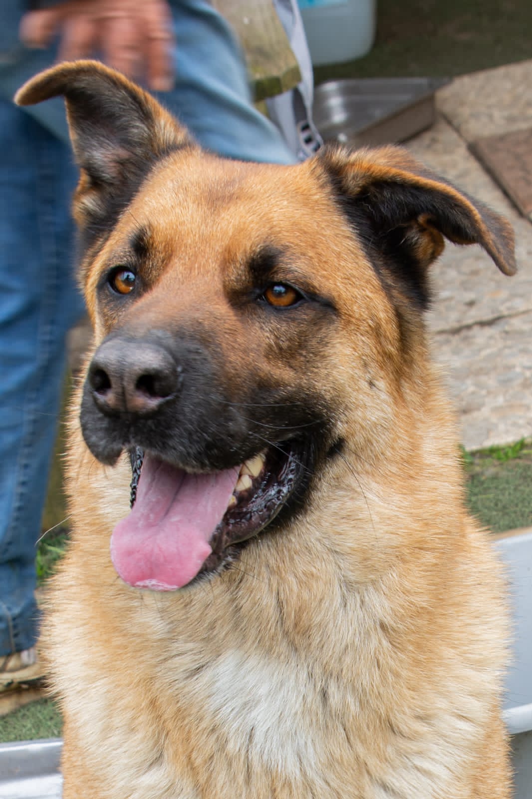 Foto 1 di Lupo, cane Meticcio (madre Pastore Tedesco) in adozione