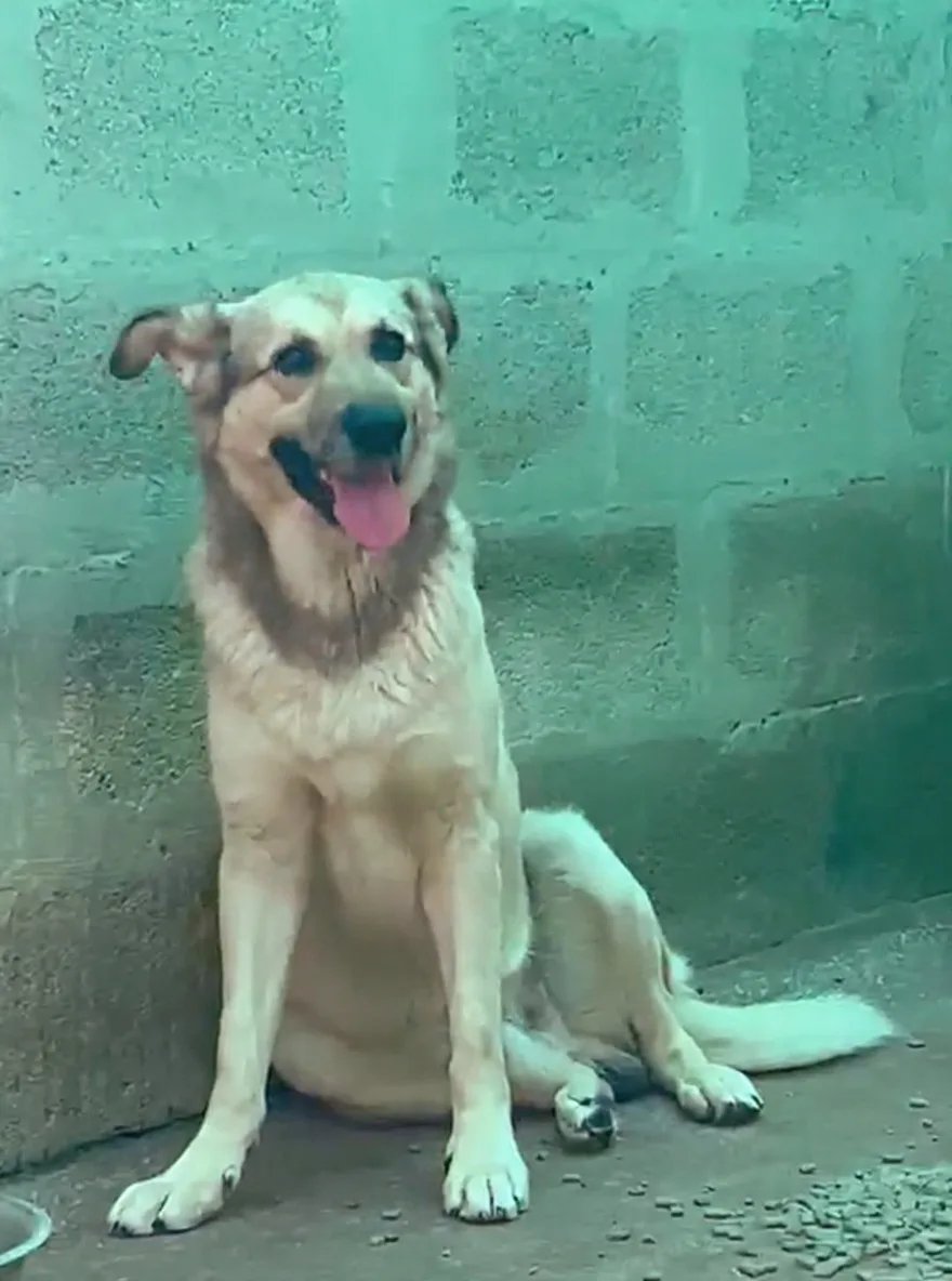 Aiko, cane Meticcio in adozione a Siracusa