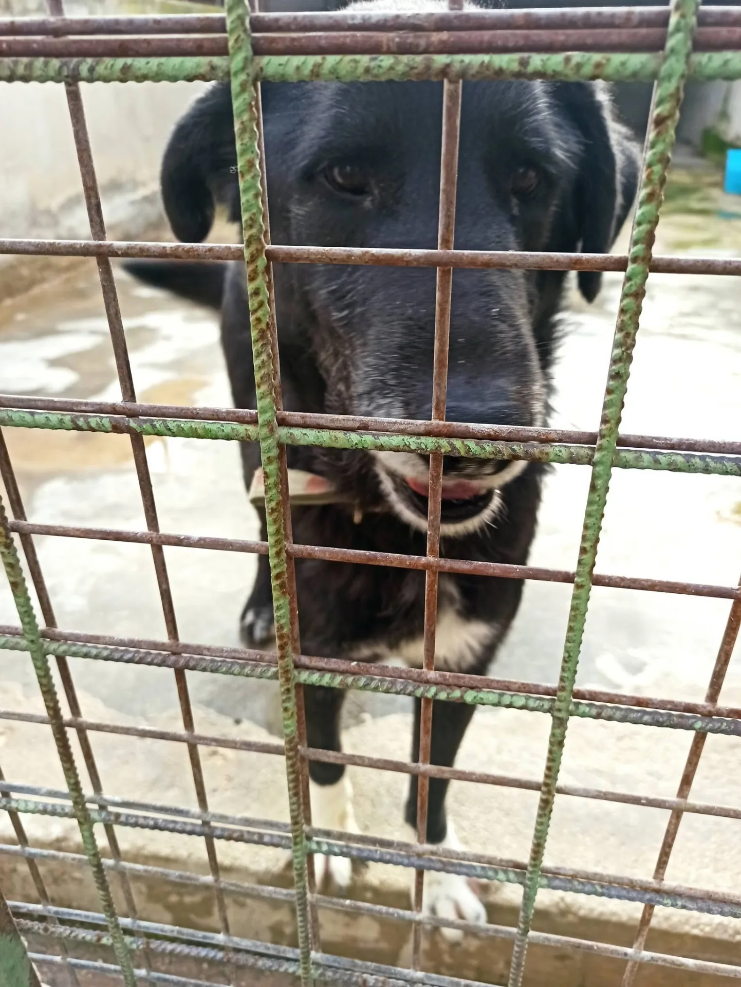 Fernando, cane Meticcio in adozione a Bari - foto 2