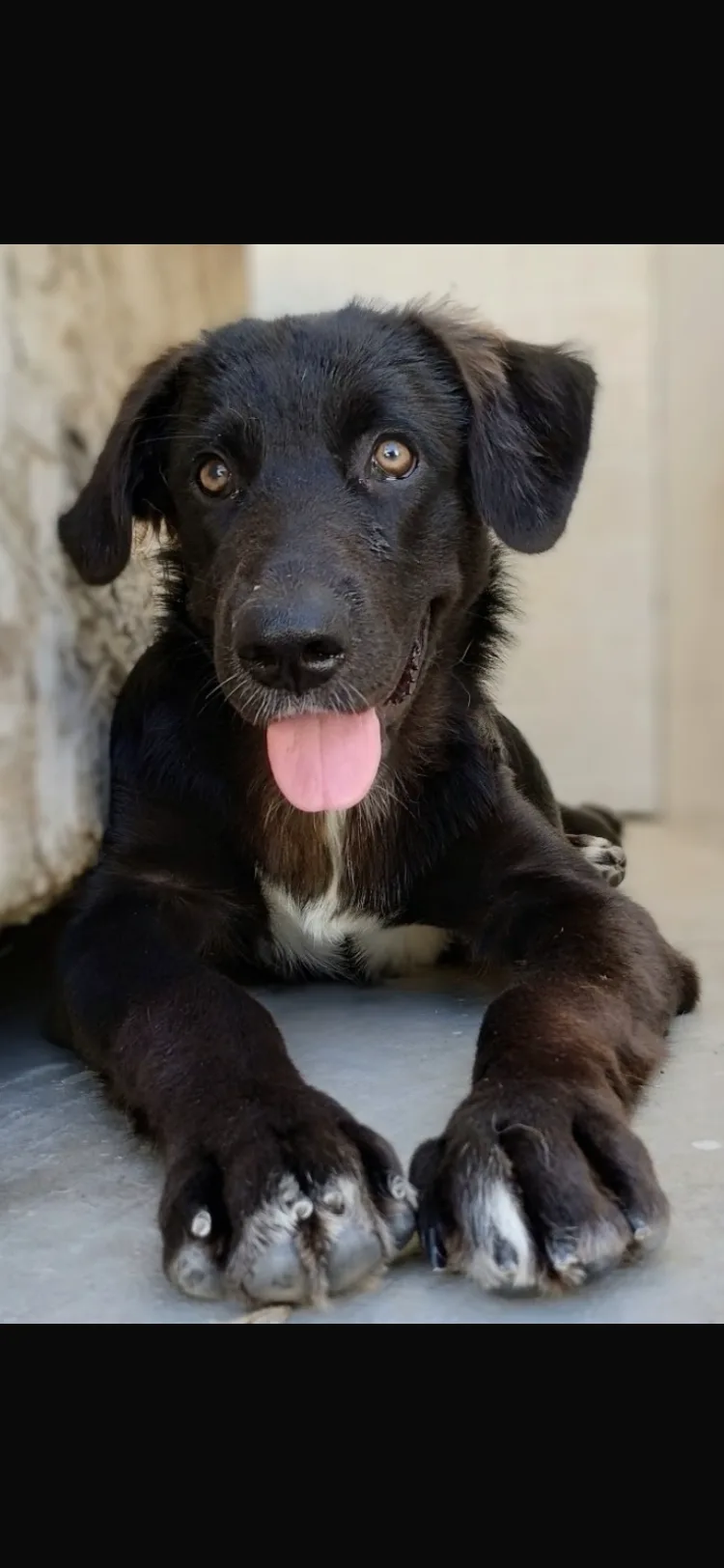 Kurt, cane Megiccio in adozione a Taranto