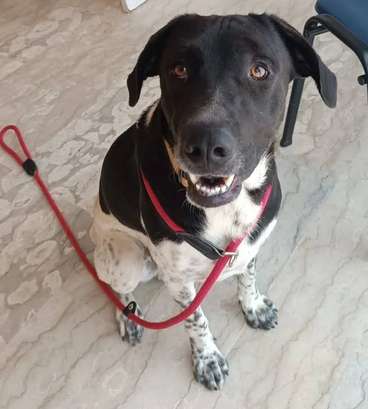 Woody, cane meticcio in adozione a Latina - foto 4