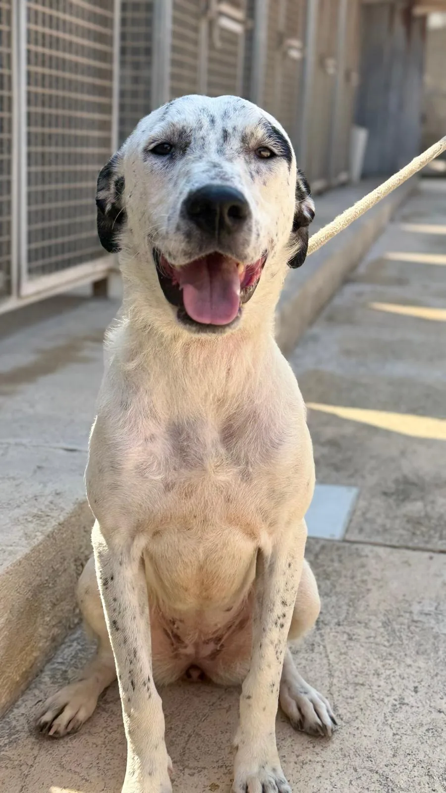 Dasy, cane Meticcio in adozione a Trapani - foto 2