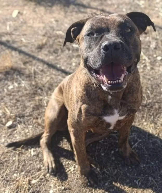 Luce, cane Pitbull in adozione a Bari - foto 3