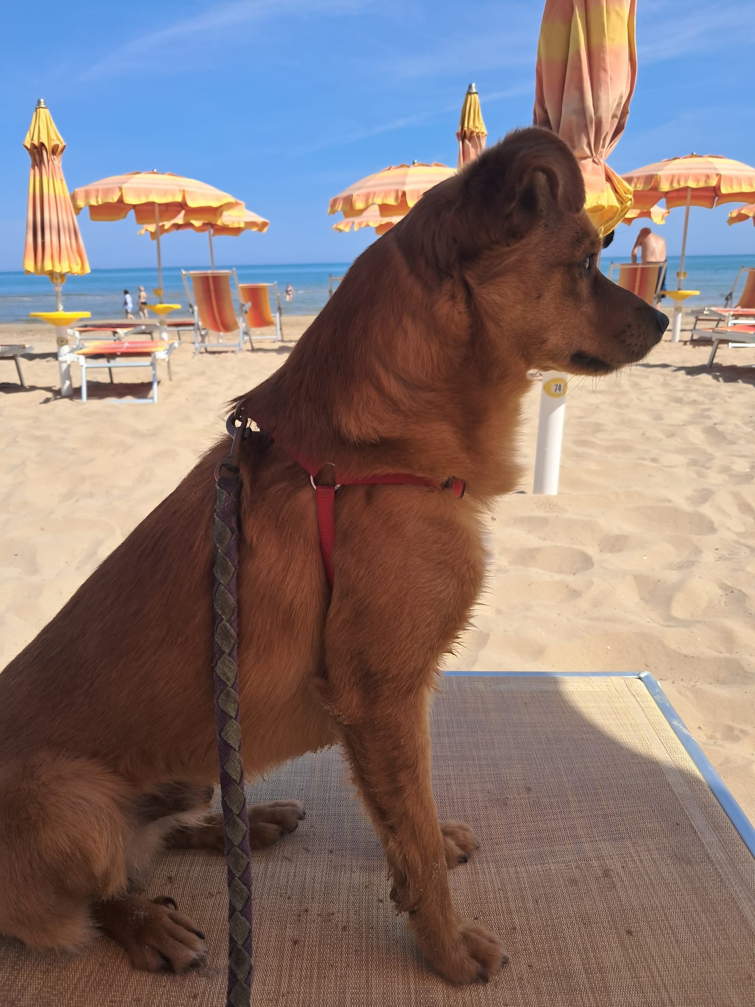 Foto 4 di Spritz, cane Meticcio taglia medio piccola in adozione