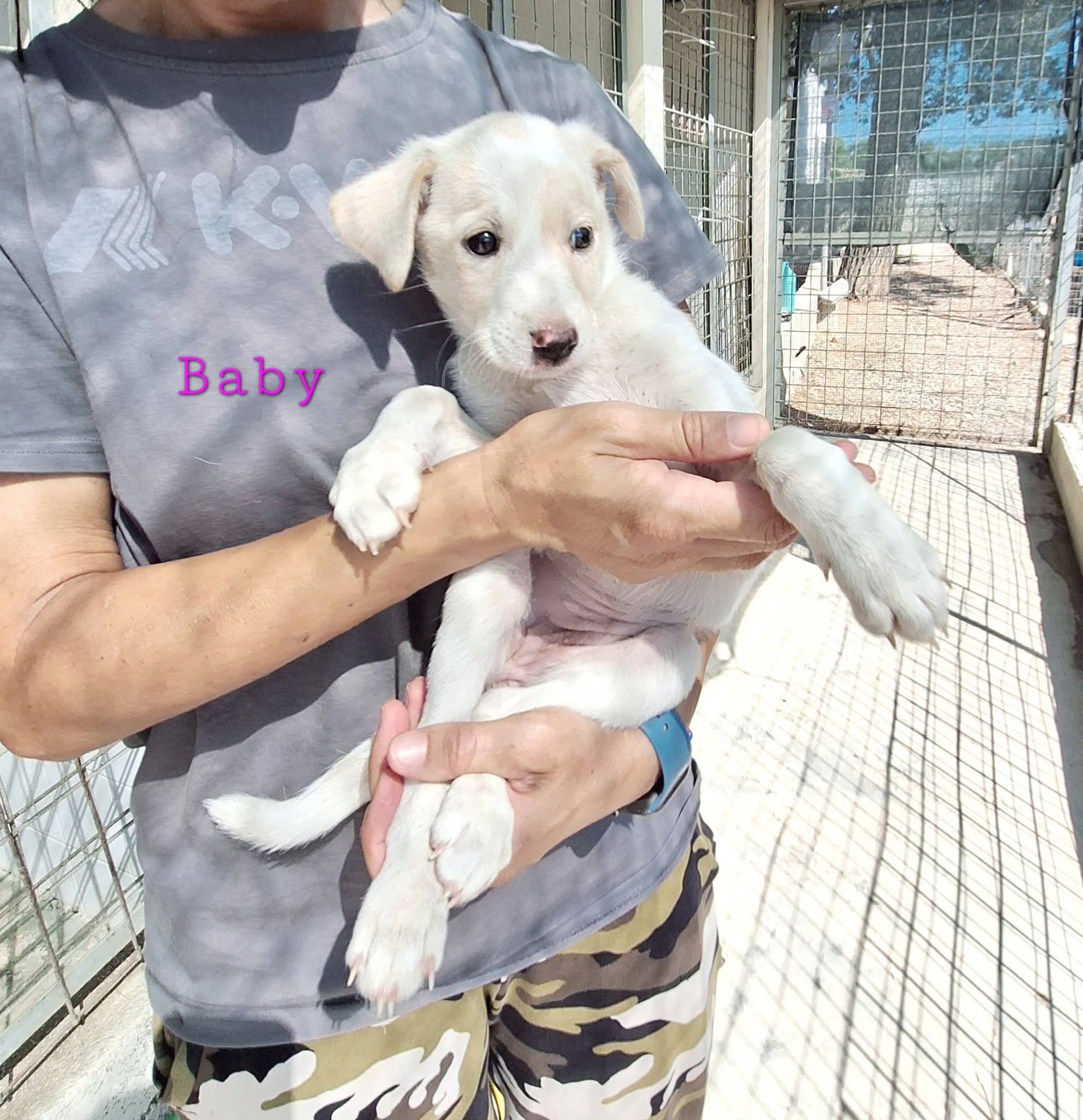 Foto 3 di Baby, cane meticcio in adozione
