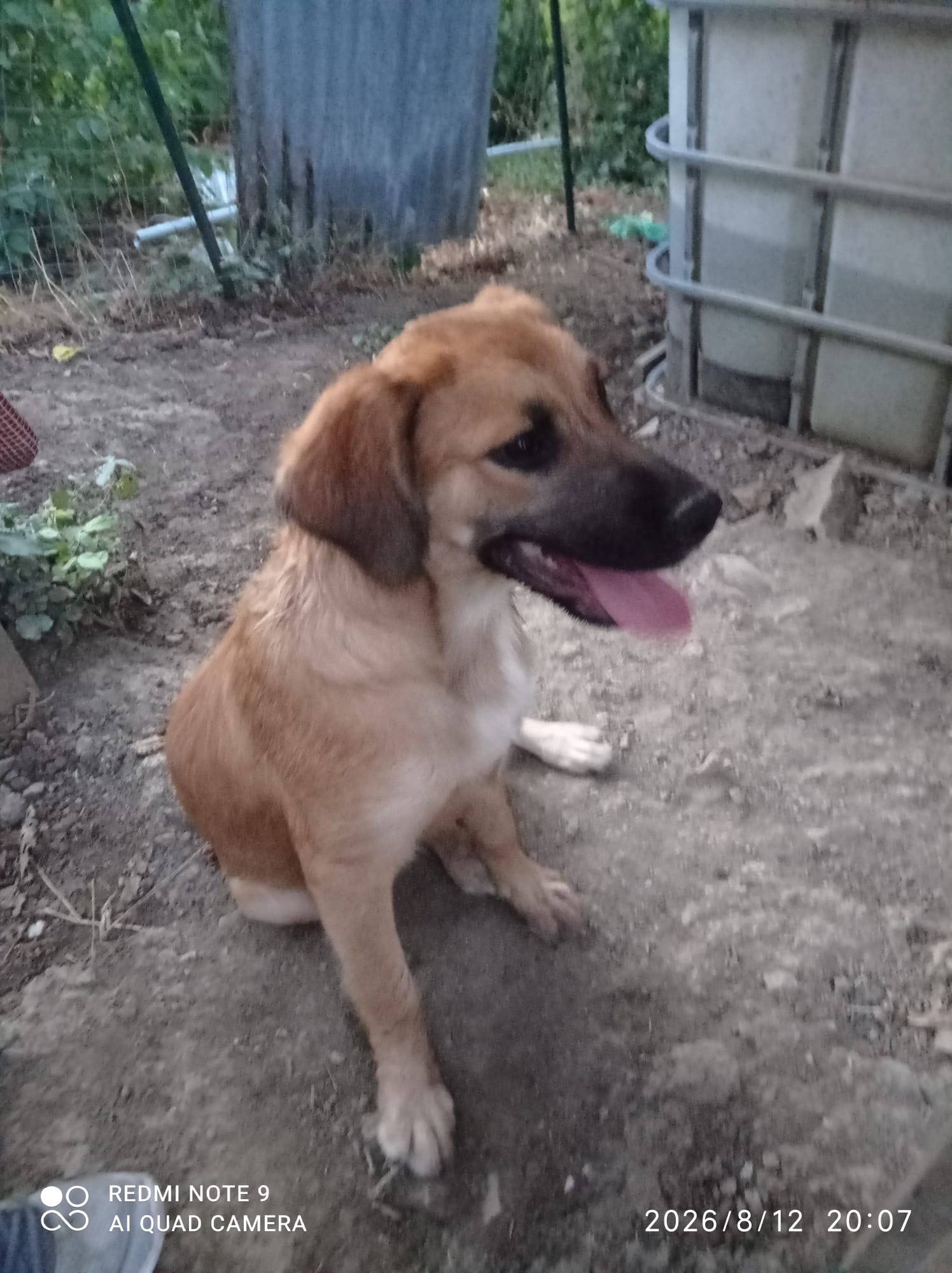 Foto 5 di Ofelia, cane Meticcio in adozione
