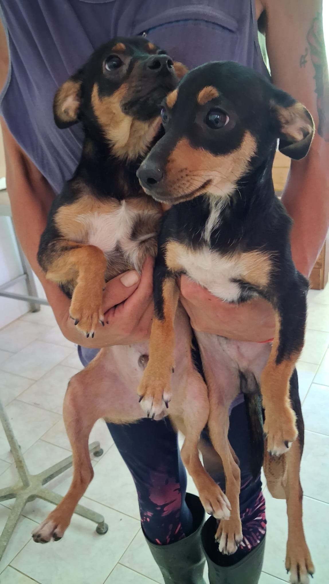 Only e Fans, cane Pinscher in adozione