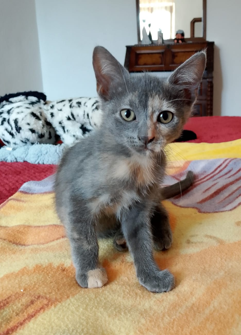 Foto 3 di Ombra, gatto Meticcio in adozione