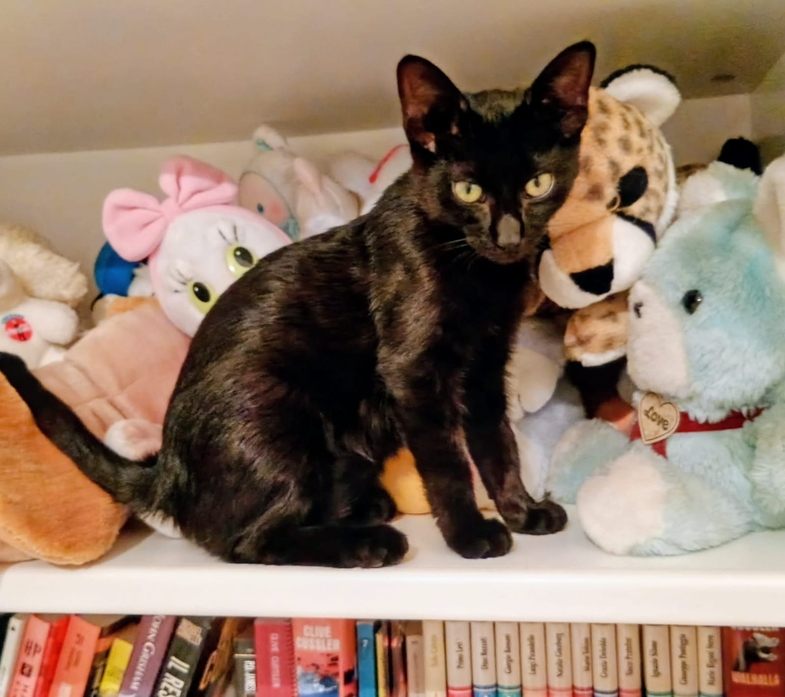 Foto 4 di Nyx, gatto Europeo in adozione