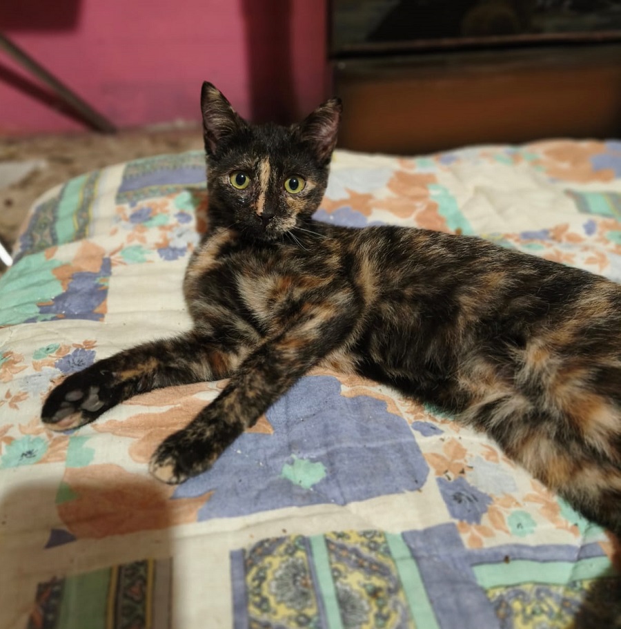 Foto 2 di Viola, gatto Meticcia tartarugata in adozione