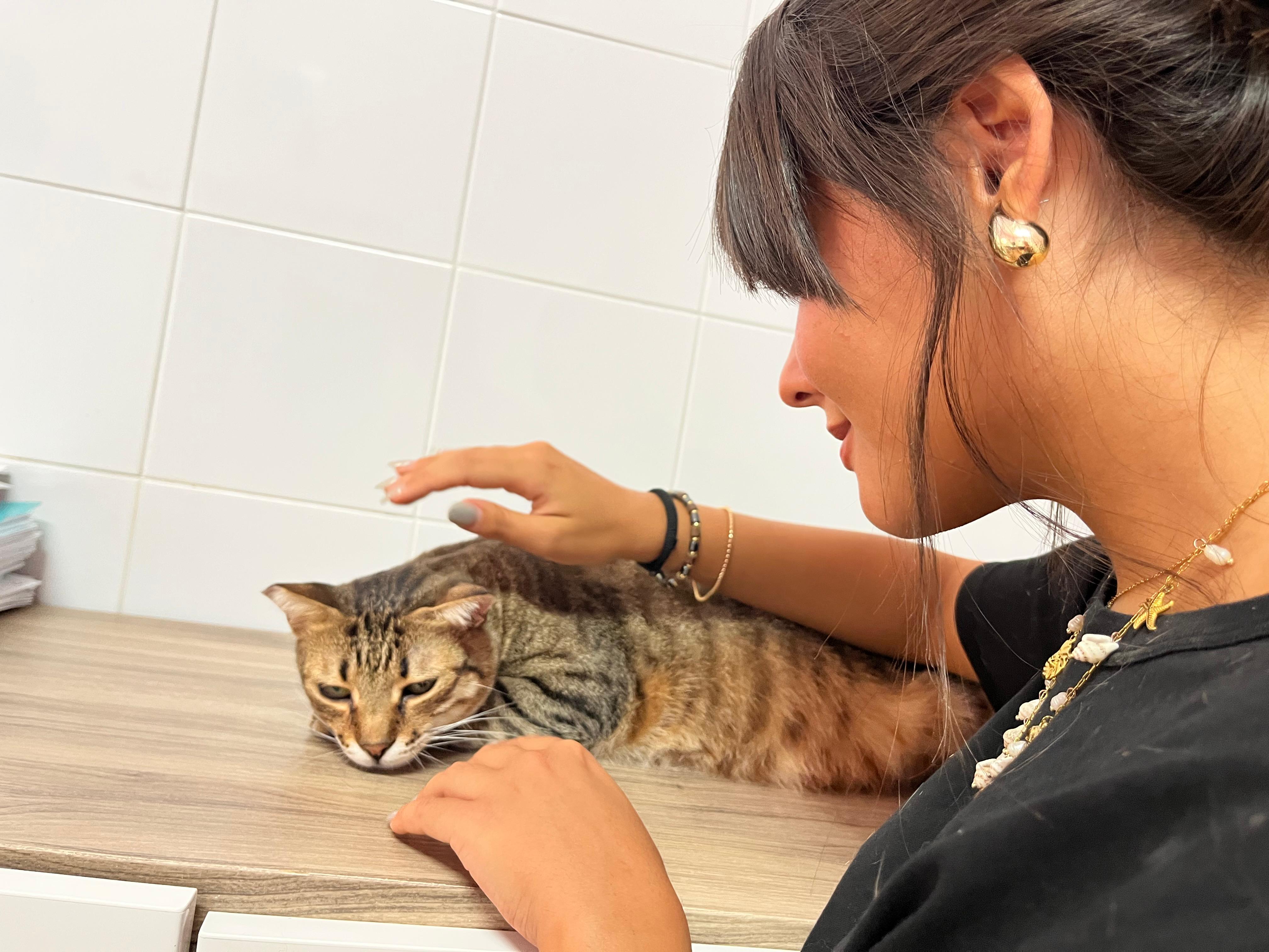 Foto 5 di BONBON, gatto EUROPEO in adozione