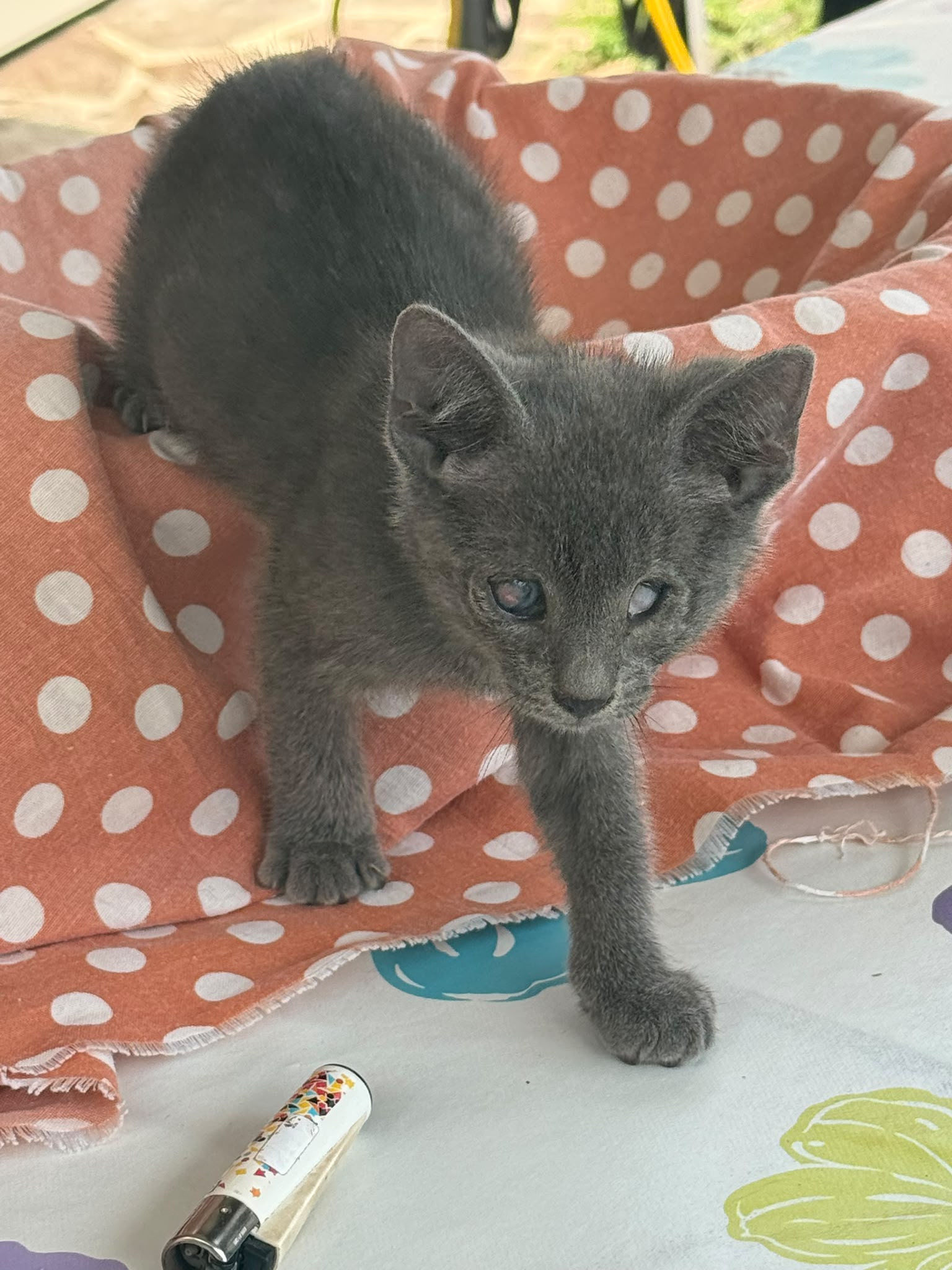 Foto 4 di Smoky, gatto Meticcio in adozione